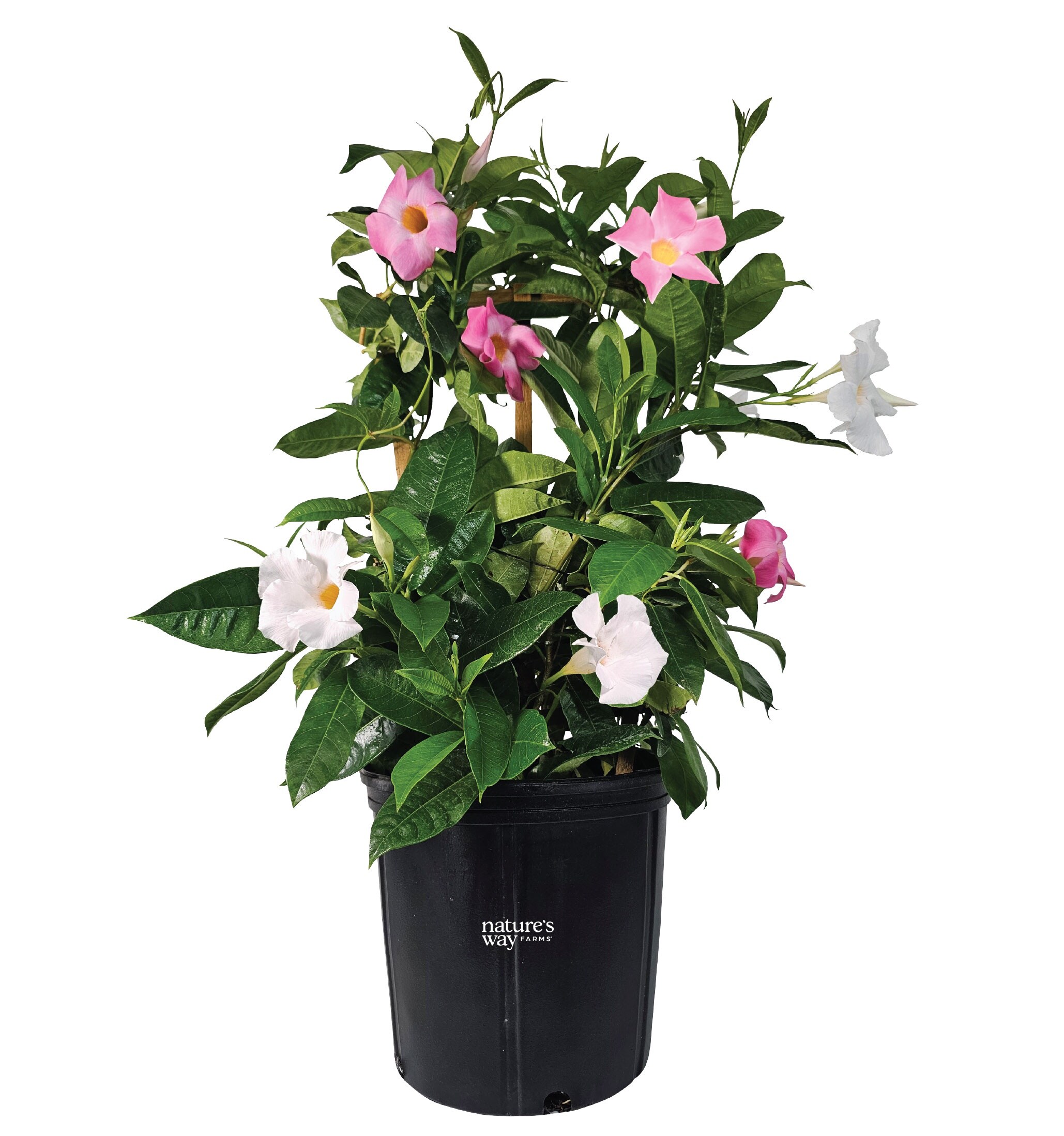 Mandevilla Trellis Shrubs at Lowes.com