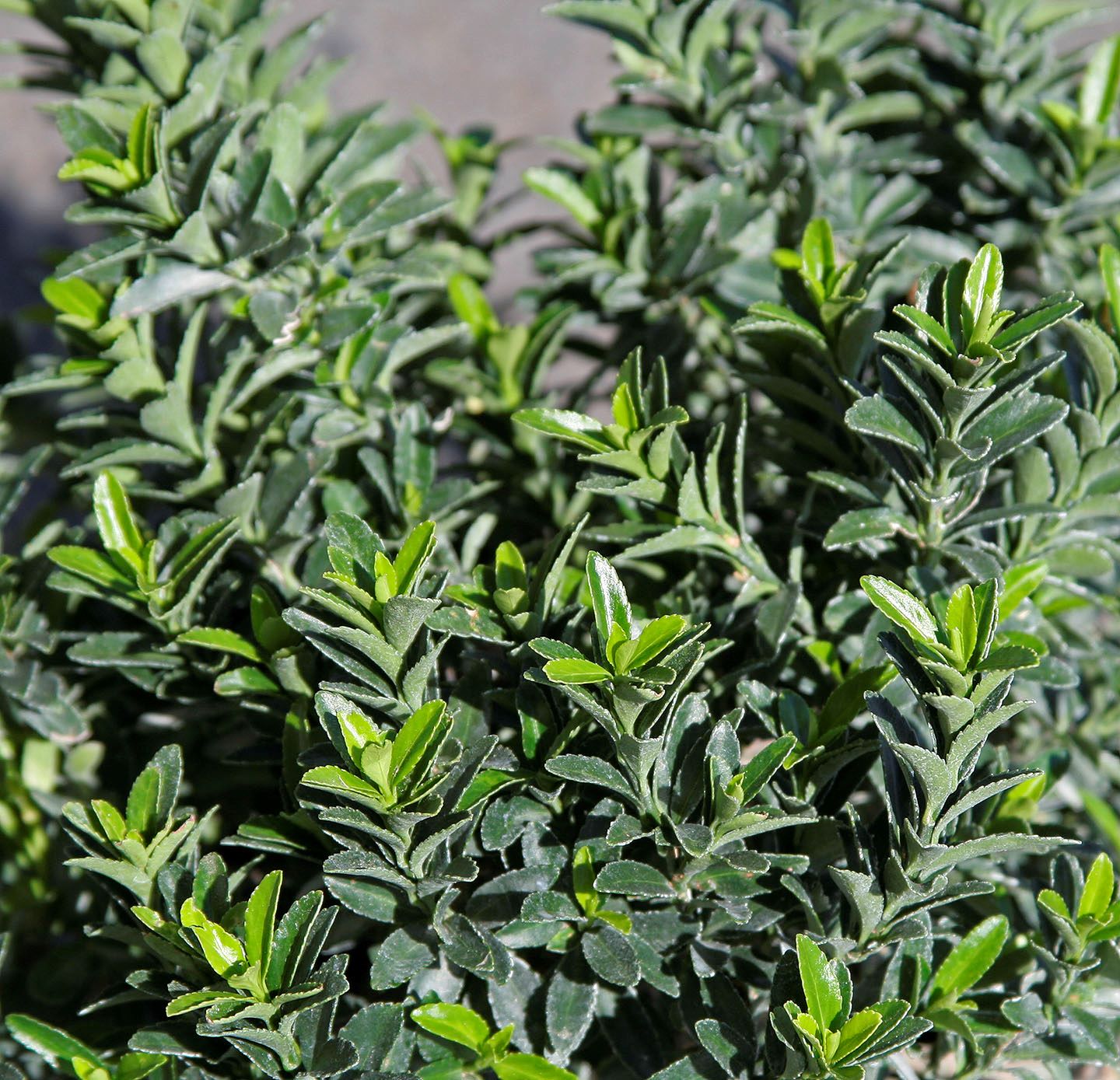  O237002 shrubs - View #2
