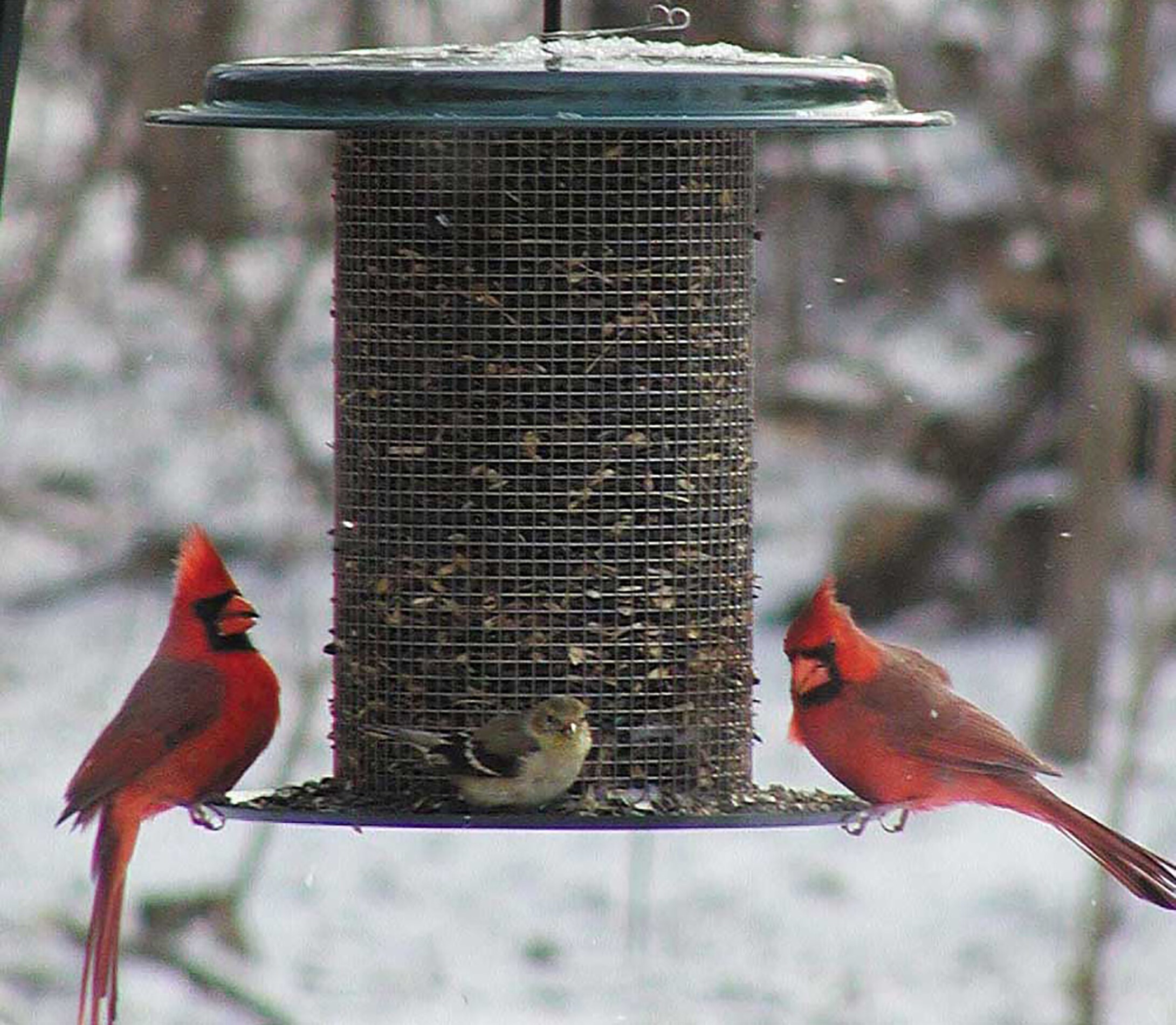 BIRDS CHOICE SD700 Bird-Feeders - View #4