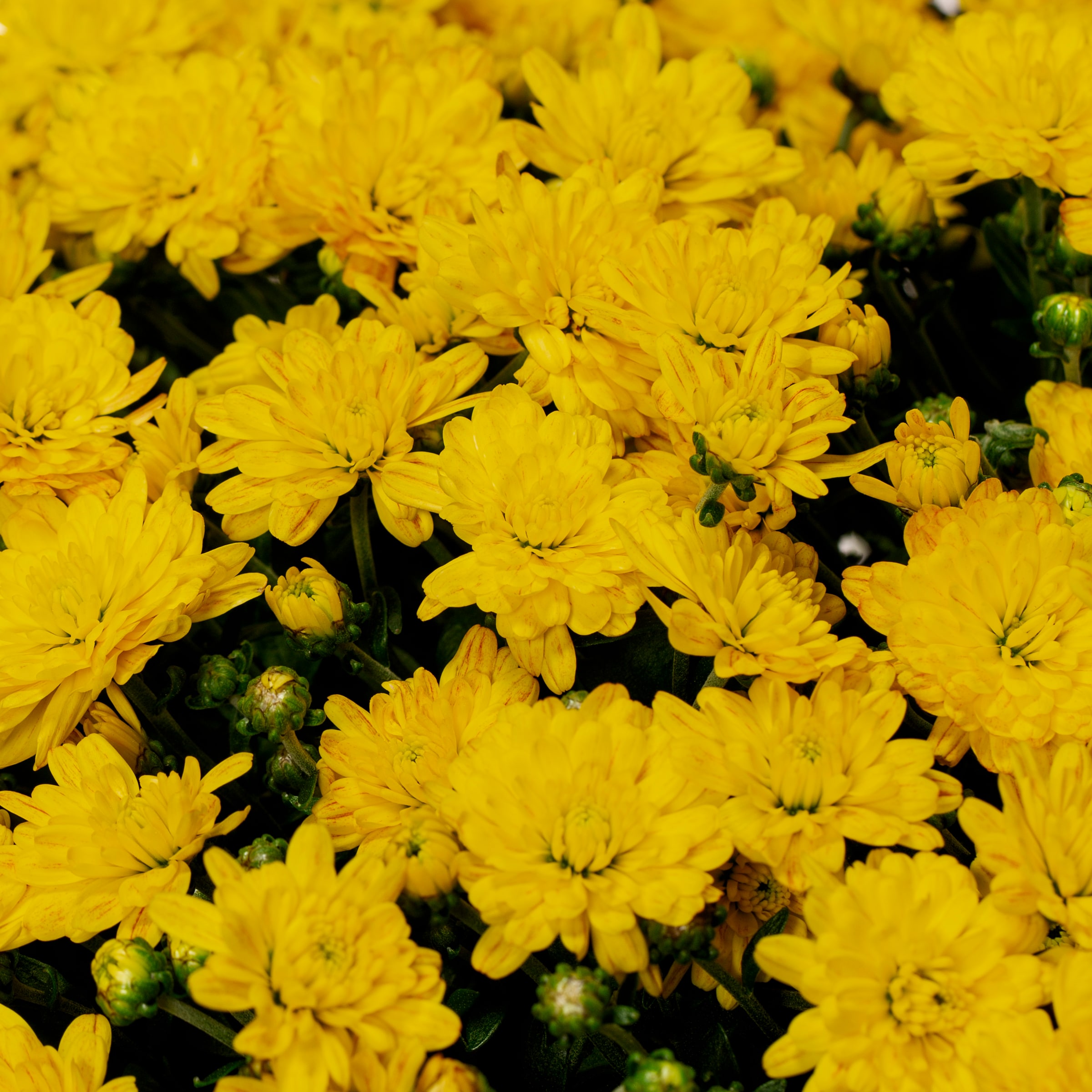 Monrovia 1-7072 Yellow Mum in 1 Gallon(s) Pot 1 -Pack