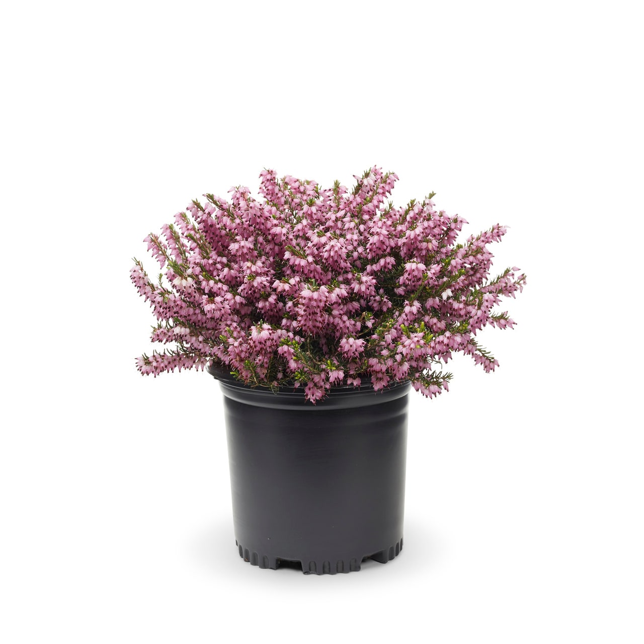Lowe's 5483760 Multicolor HEATHER in 1 Pint Pot 1 -Pack