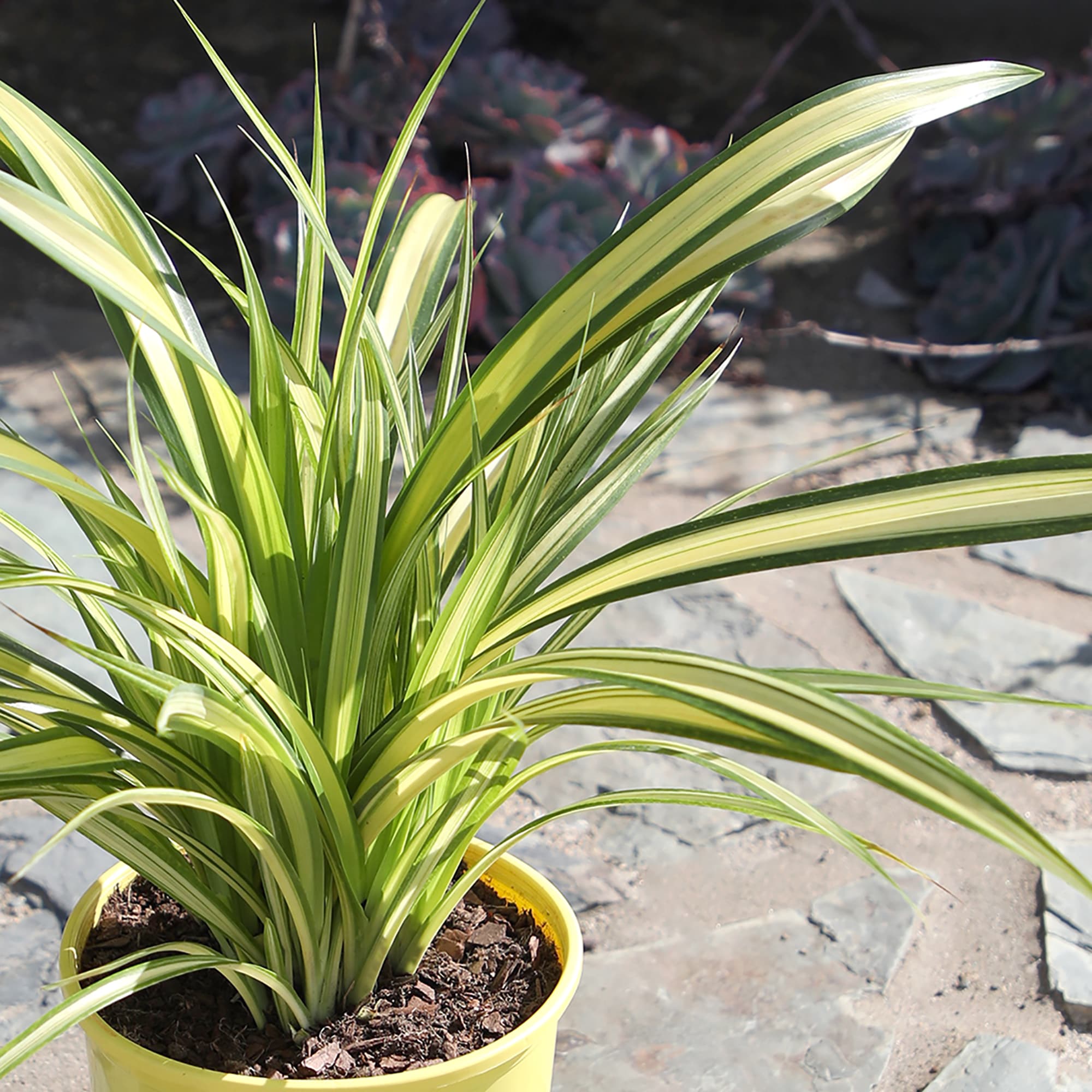 Altman Plants 0873131 perennials - View #3