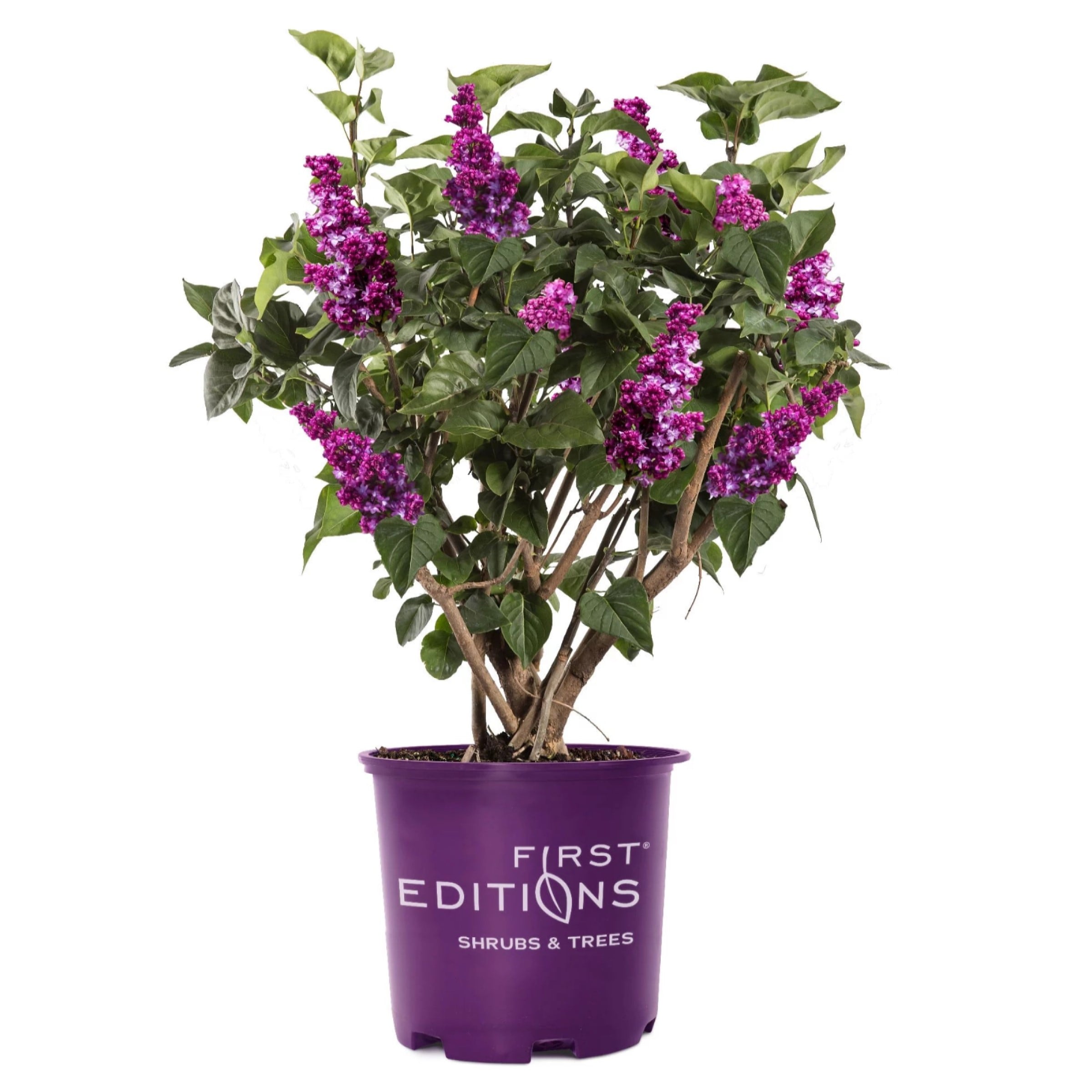 Lowe's NURSERY First Editions Virtual Violet Flowering Shrub in 3 -Gallon Pot with Purple Blooms