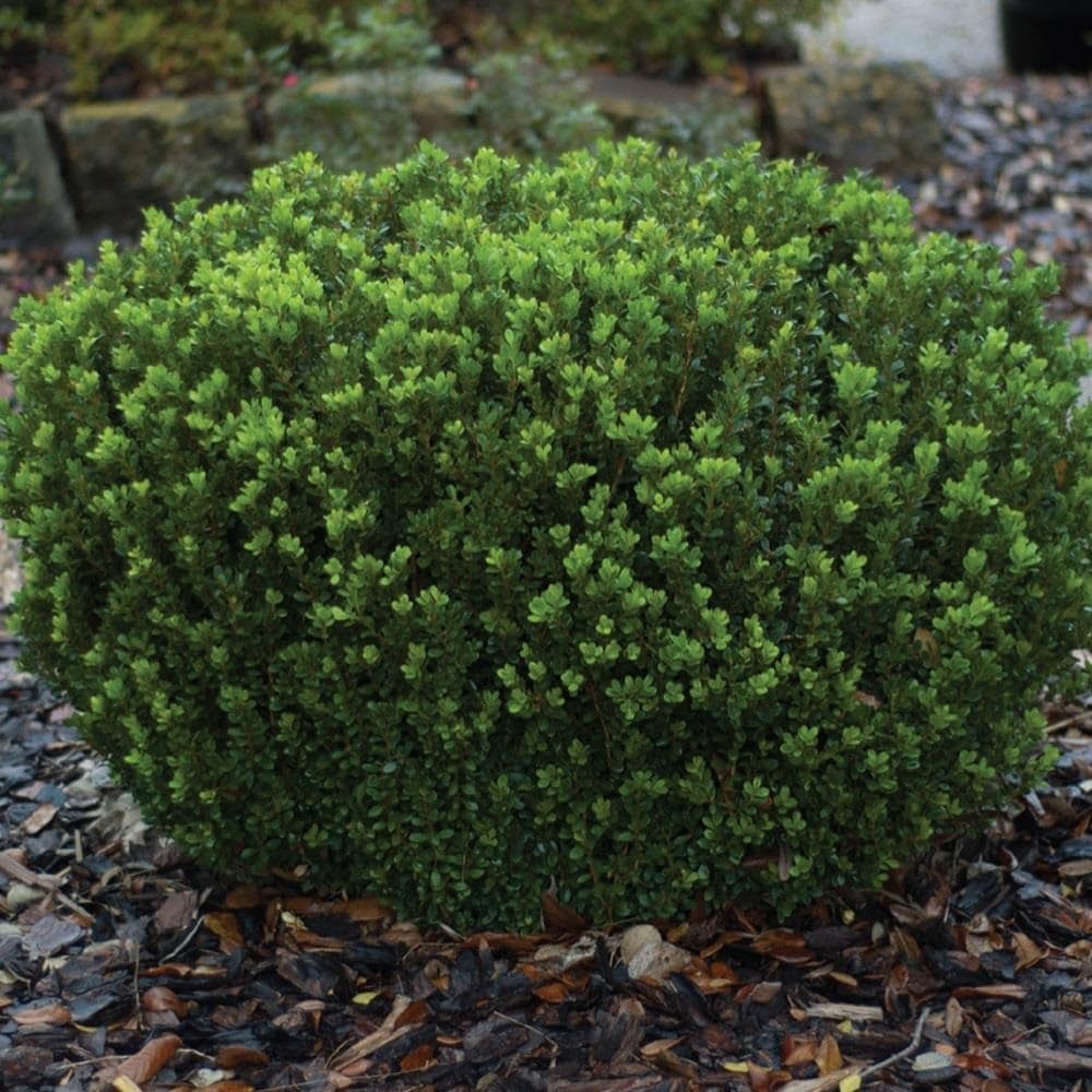 Southern Living Plant Collection Boxwood Foundation/Hedge Shrub in 2 ...