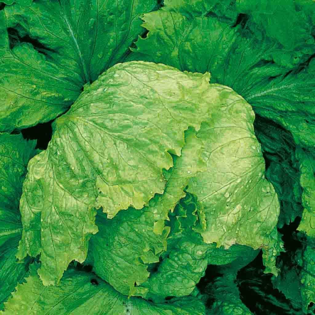Ferry-Morse LC25.7406 Vegetable-Herb-Seeds - View #3
