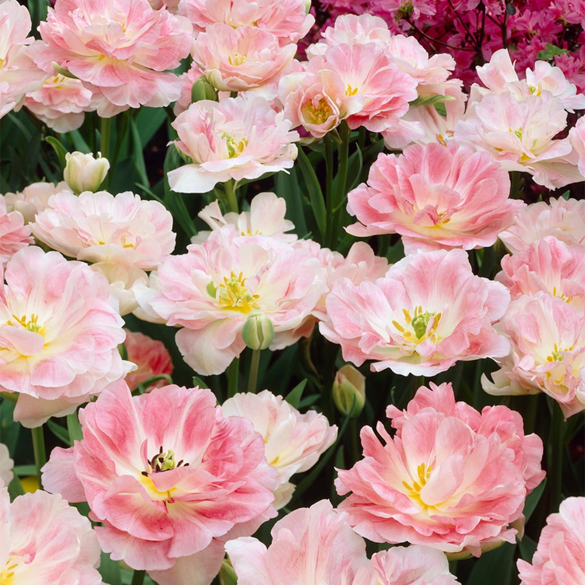 Van Zyverden 88010 Multicolor Tulips Angelique Bulbs 25 Count