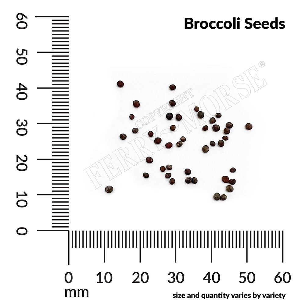 Ferry-Morse LC25.0808 Vegetable-Herb-Seeds - View #4