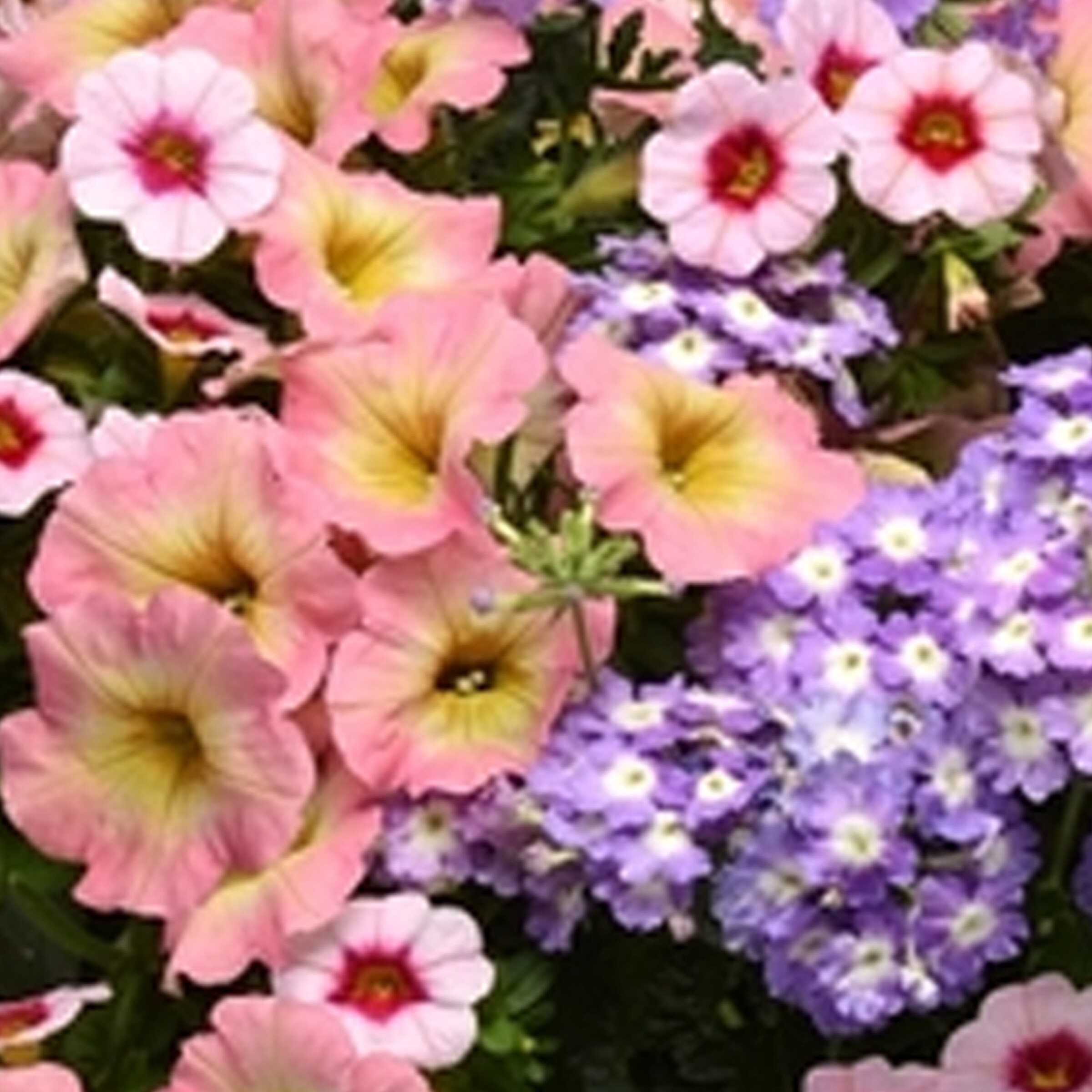 Lowe's NURSERY annuals - View #2