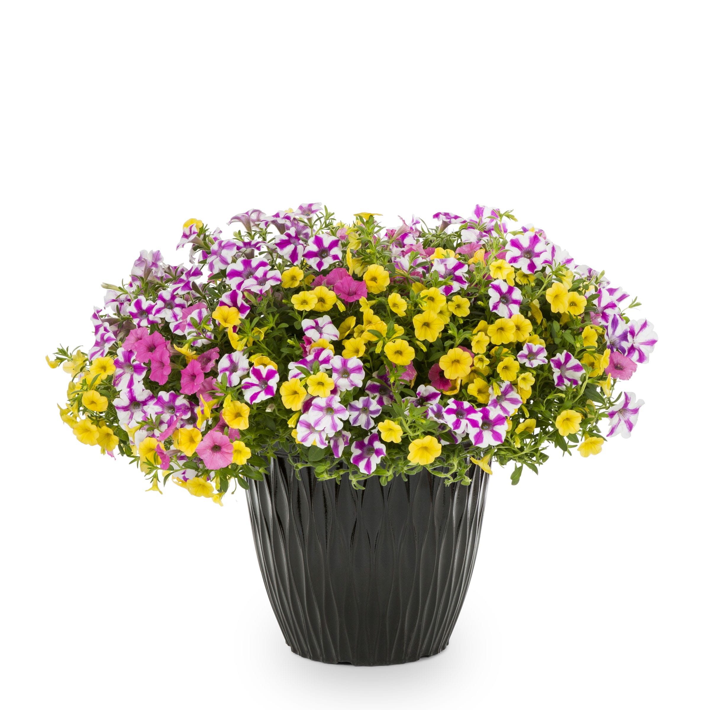 Lowe's 1510933 Multicolor Sunglasses in 3 Gallon(s) Planter 1 -Pack