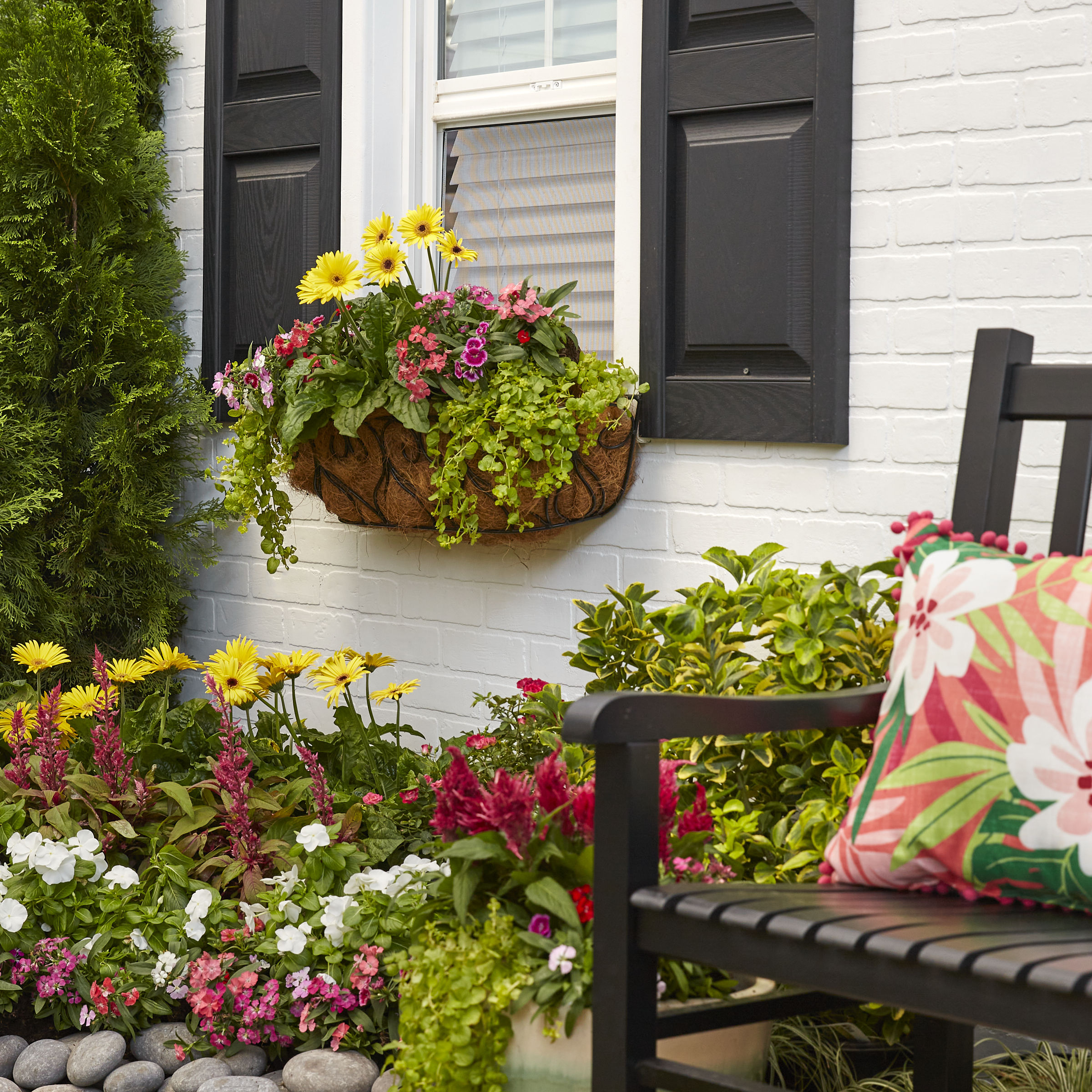 Lowe's NURSERY annuals - View #4