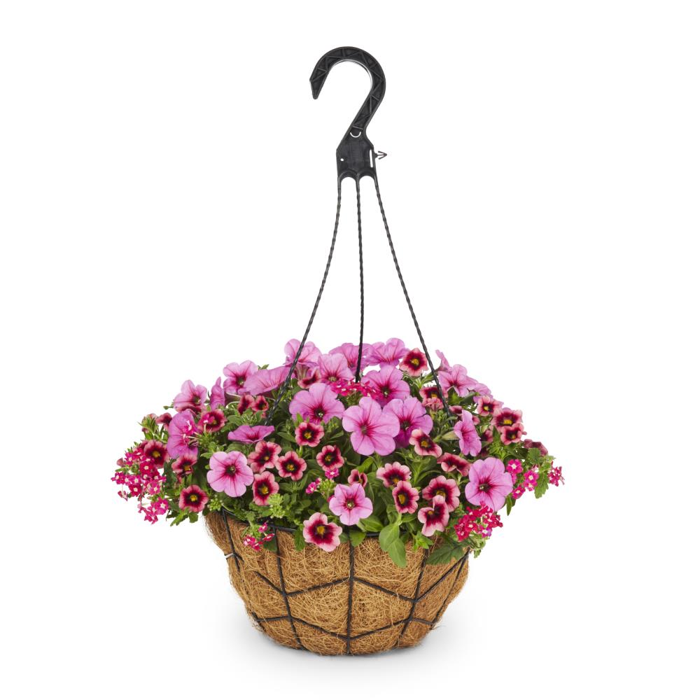 Lowe's Multicolor Petunia, Verbena, Calibrachoa in 2-Gallon Hanging ...