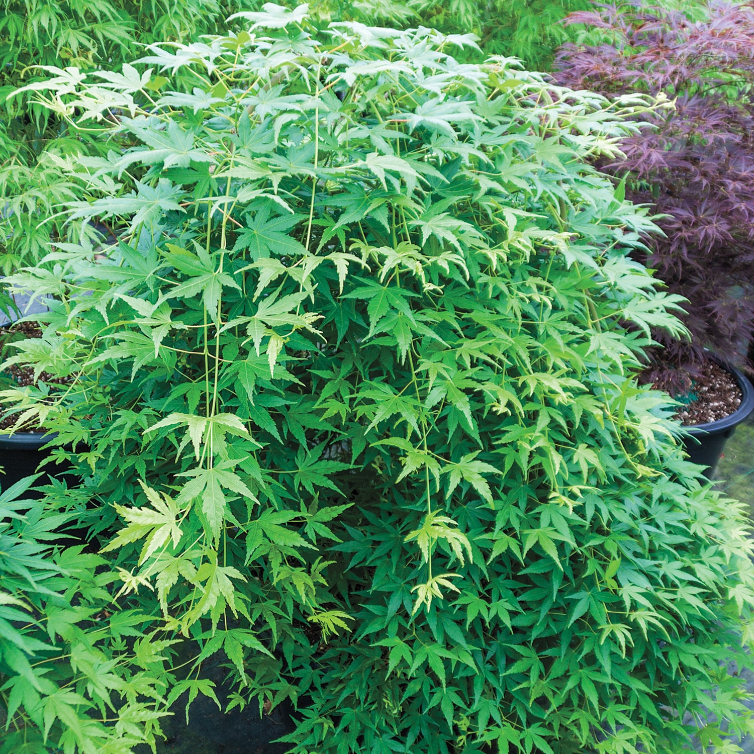 Gurney's Seed and Nursery 89430 trees - View #3