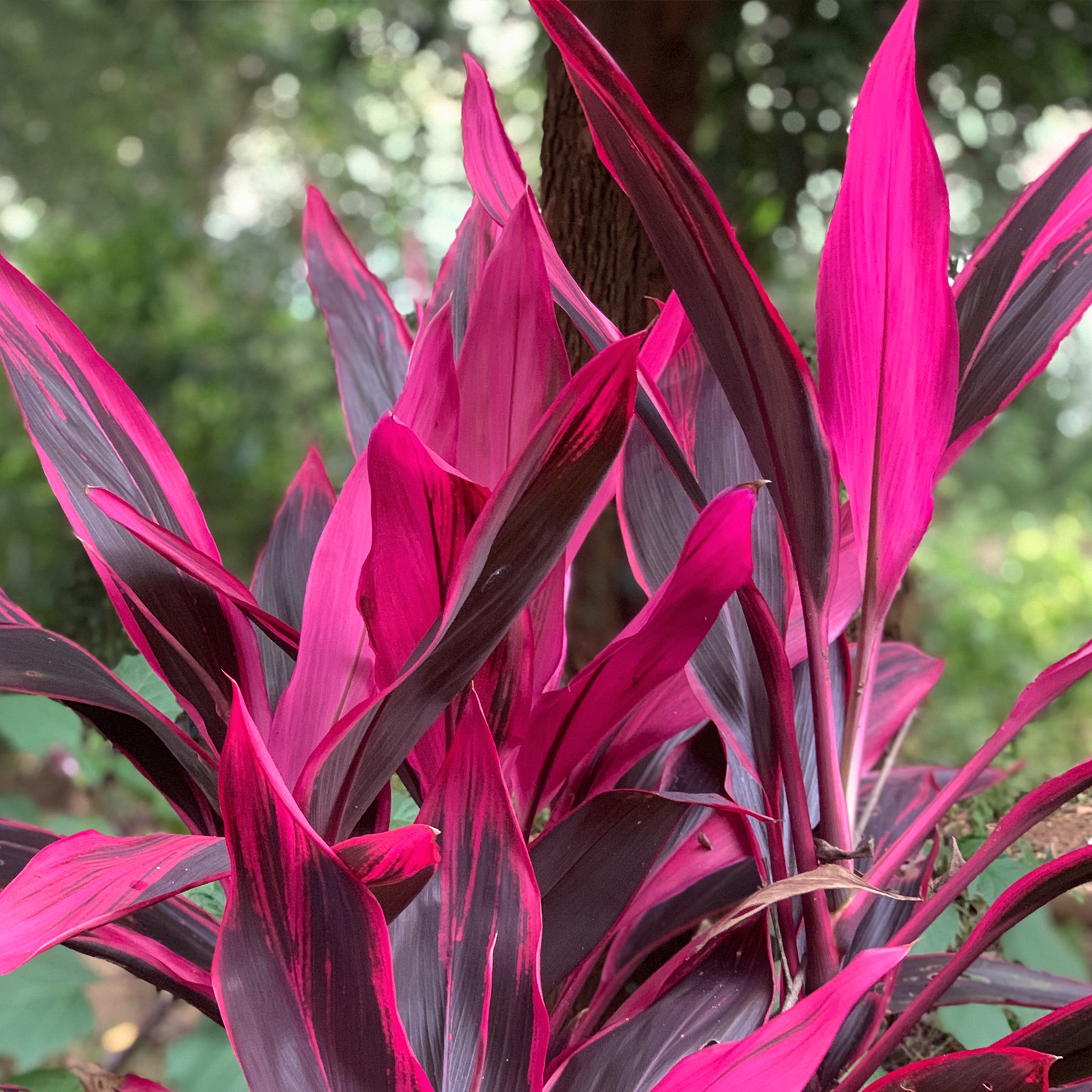 Lowe's 5292040 LANDSCAPE TROPICAL FOLIAGE NON BLOOMING