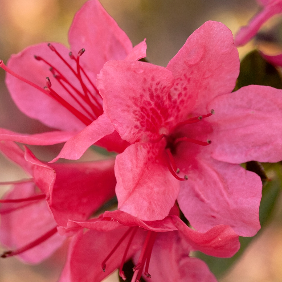 Encore Azalea 80471-1 Autumn Cheer Azalea Flowering Shrub in 1 -Gallon Pot 1 -Pack with Pink Blooms