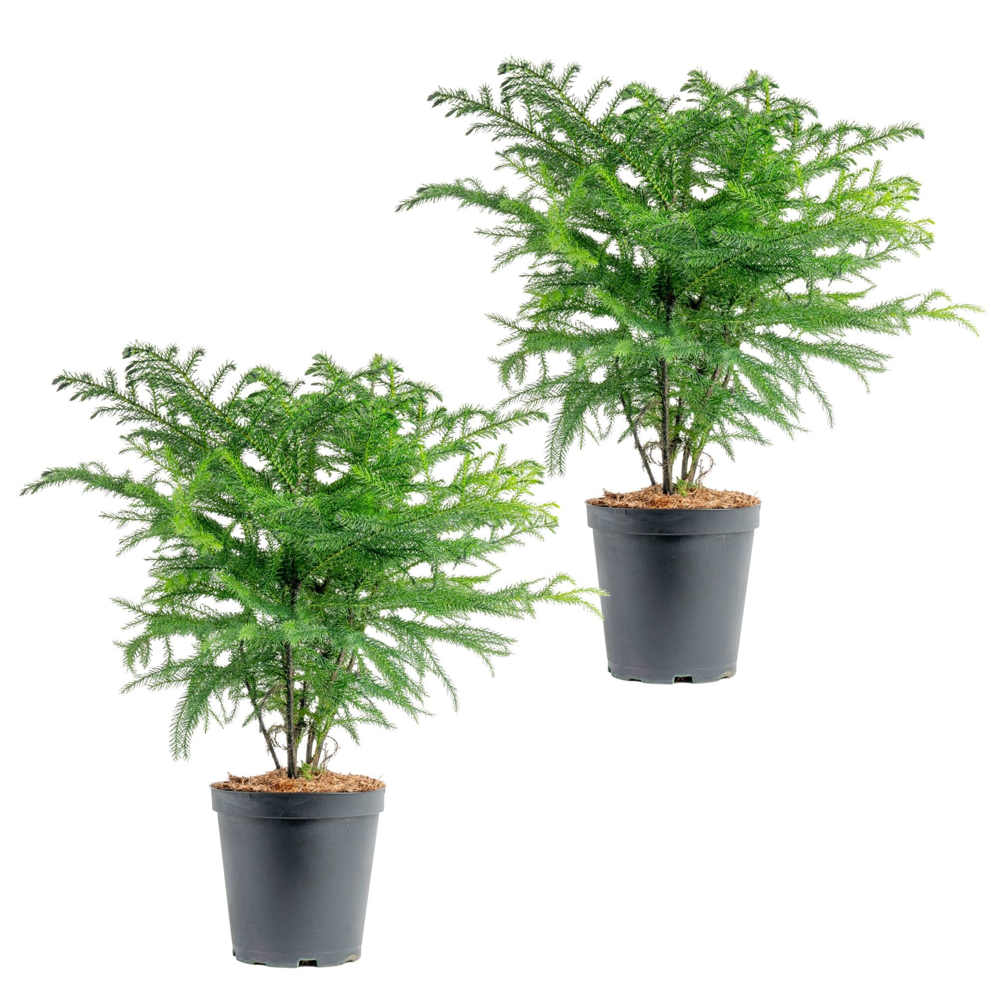 Costa Farms S-NIP-G-POT-02-LW 14 -oz Fresh Christmas Potted Norfolk Island Pine 2 -Pack