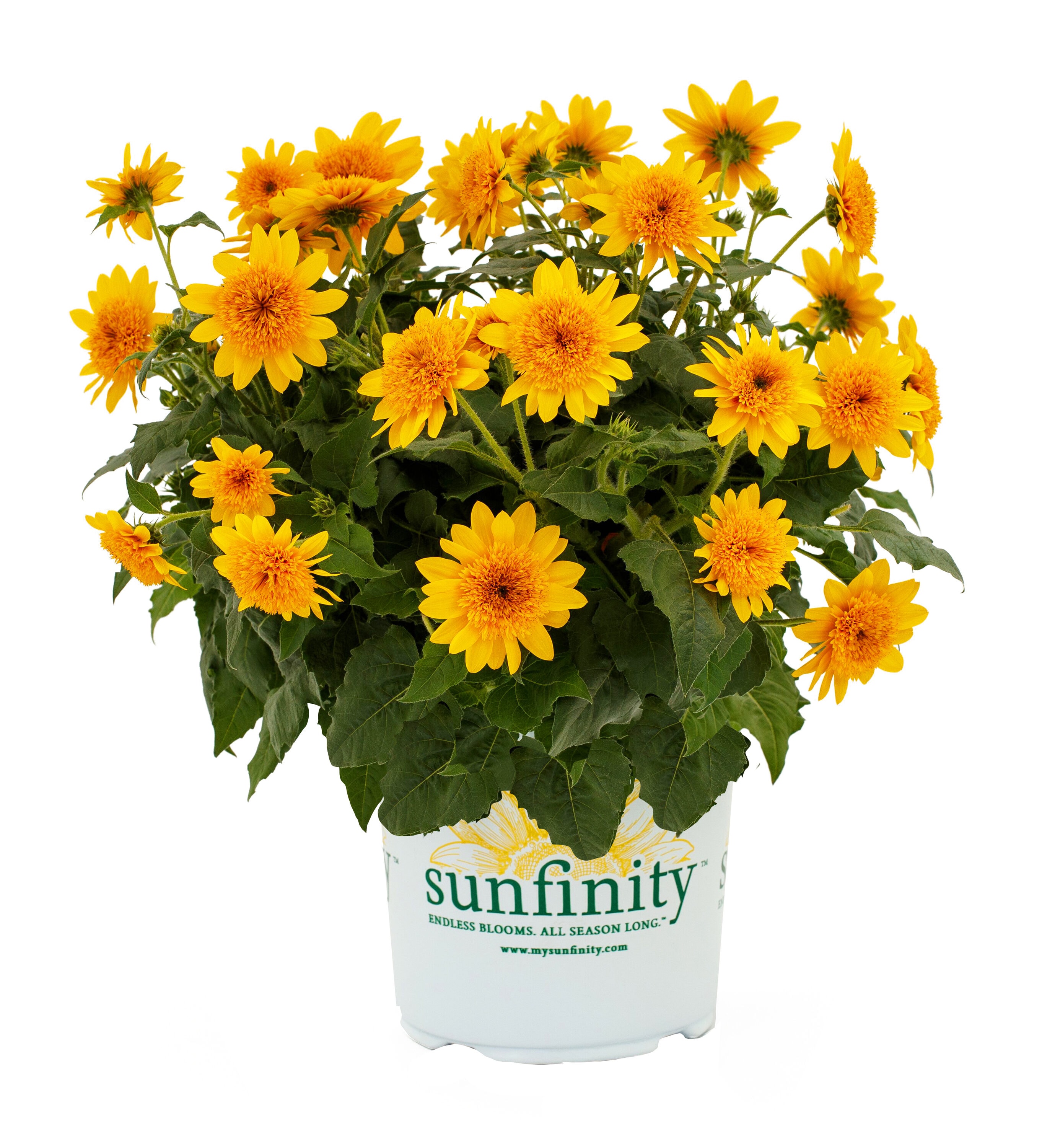 1 Gallon(s) Yellow Sunfinity Sunflower 1 -Pack in the Annuals ...