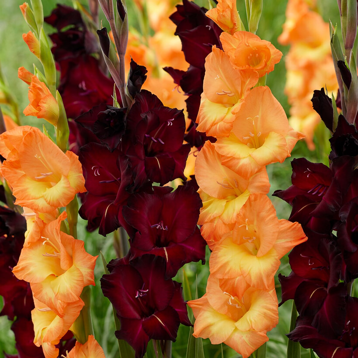 Van Zyverden 84723 Multicolor Gladiolus Midnight Blossom Bulbs 15 Count