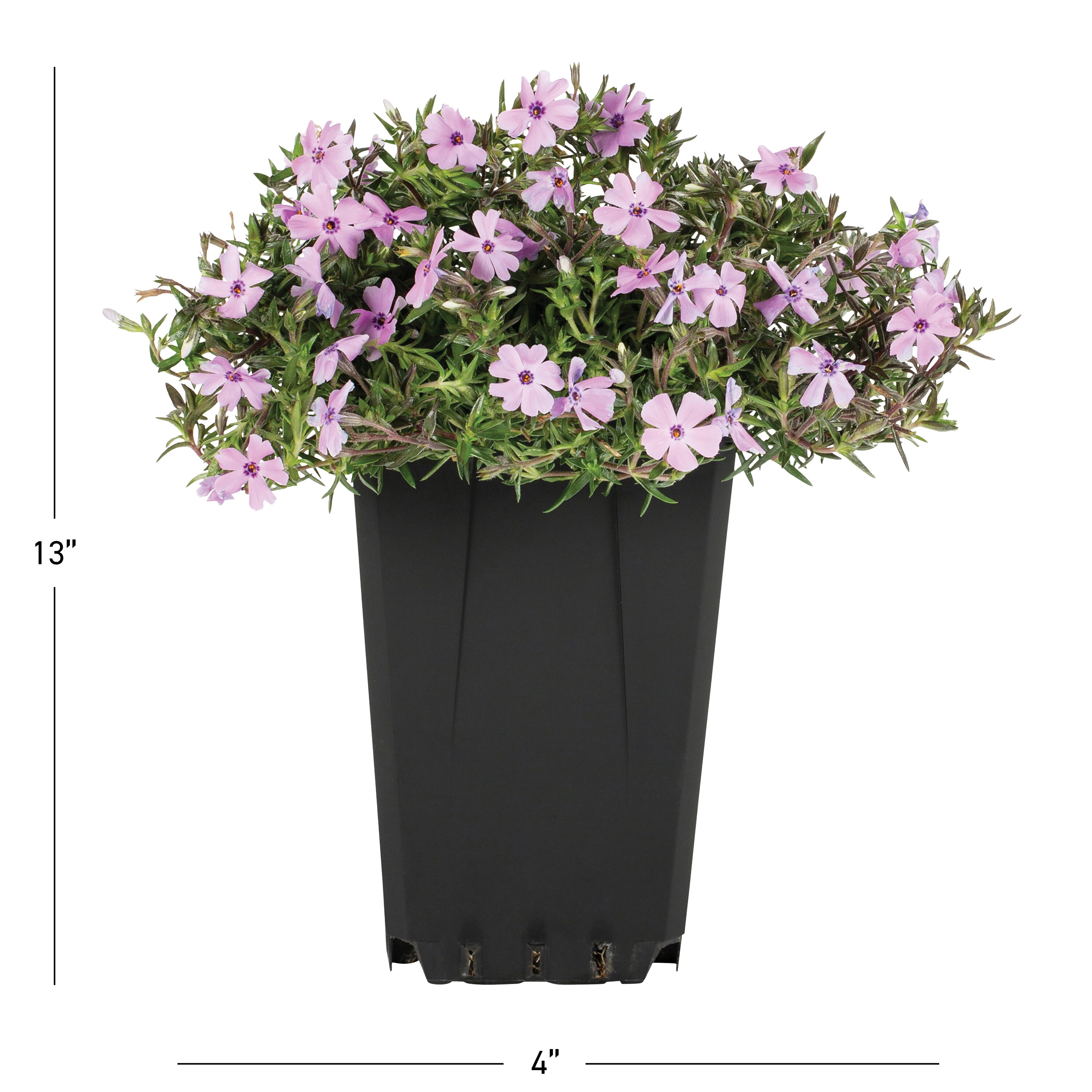 Metrolina Greenhouses 4682 perennials - View #3