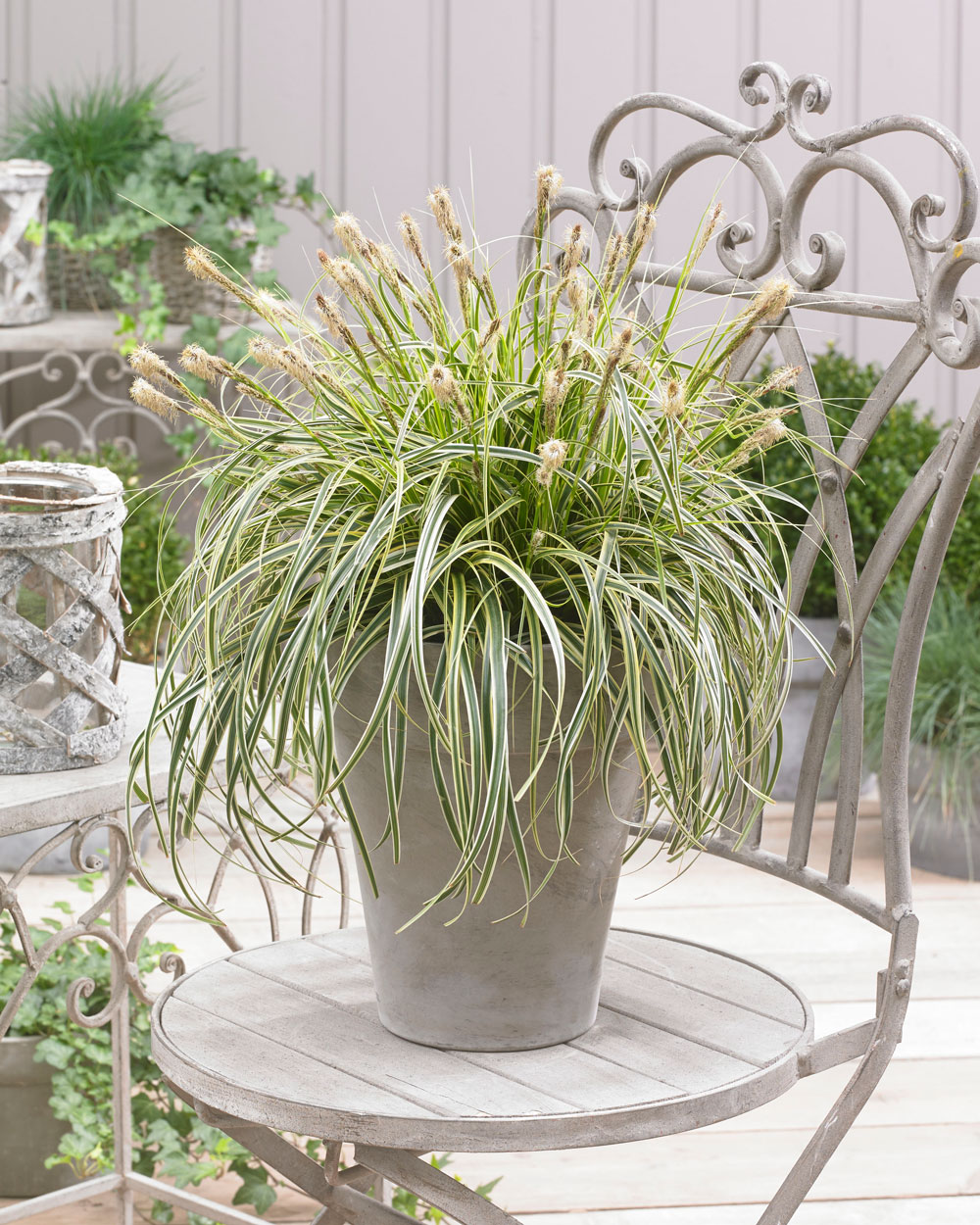 1270 perennials - View #2
