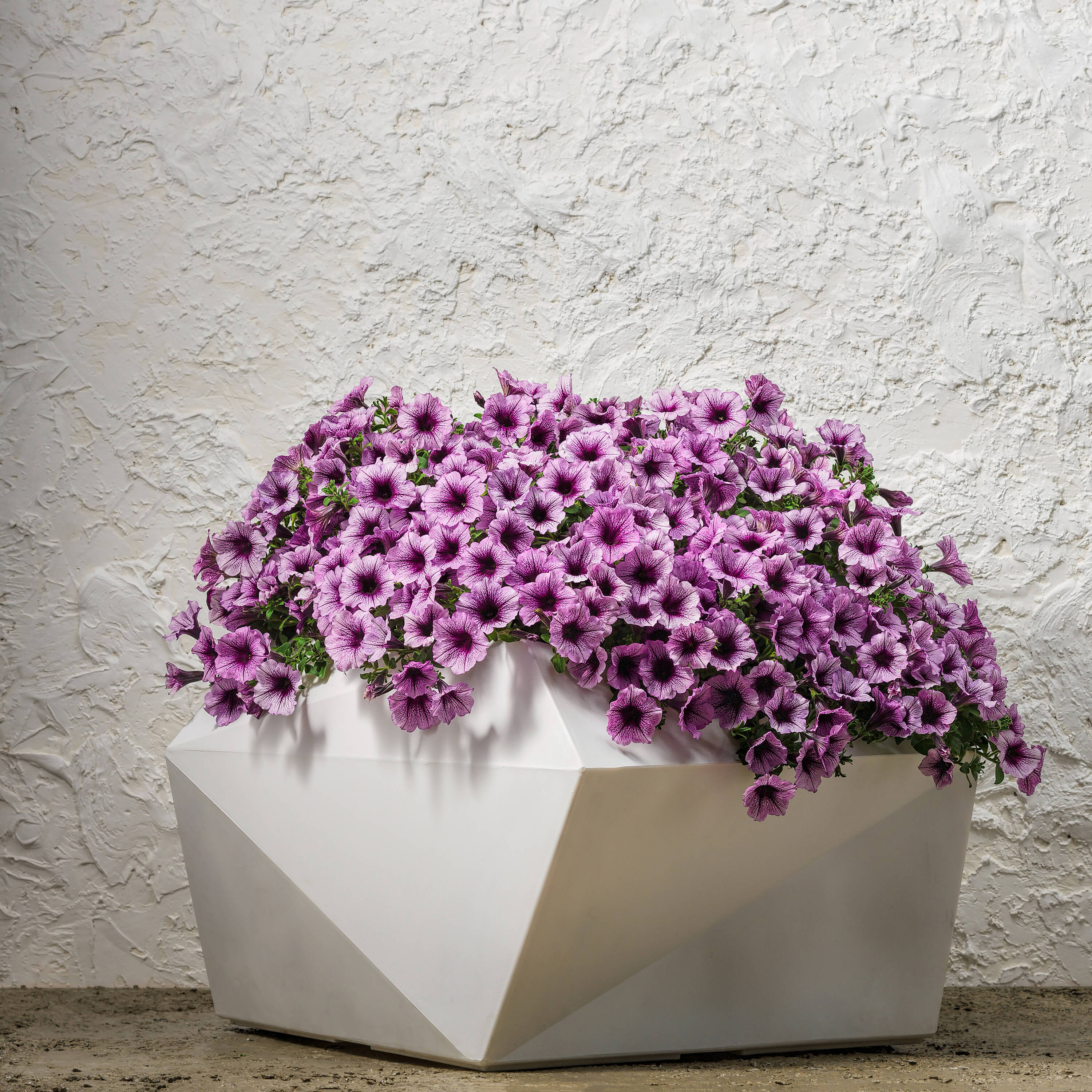 Proven Winners LMIPRS2017800 perennials - View #4