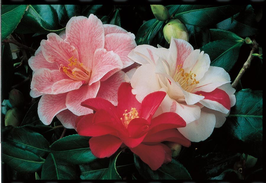 Camellia Shrubs at