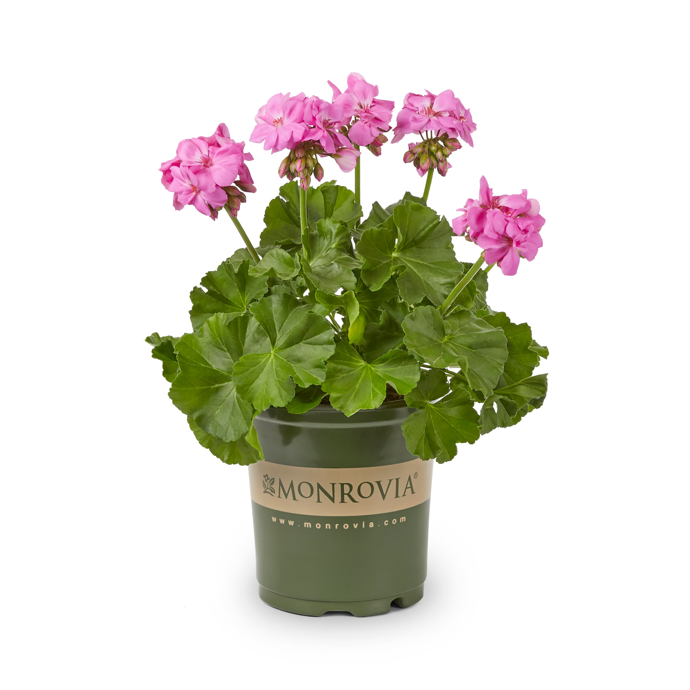 Metrolina Greenhouses 5-PK Q-1.00 MON-Geranium Purple in the Annuals ...