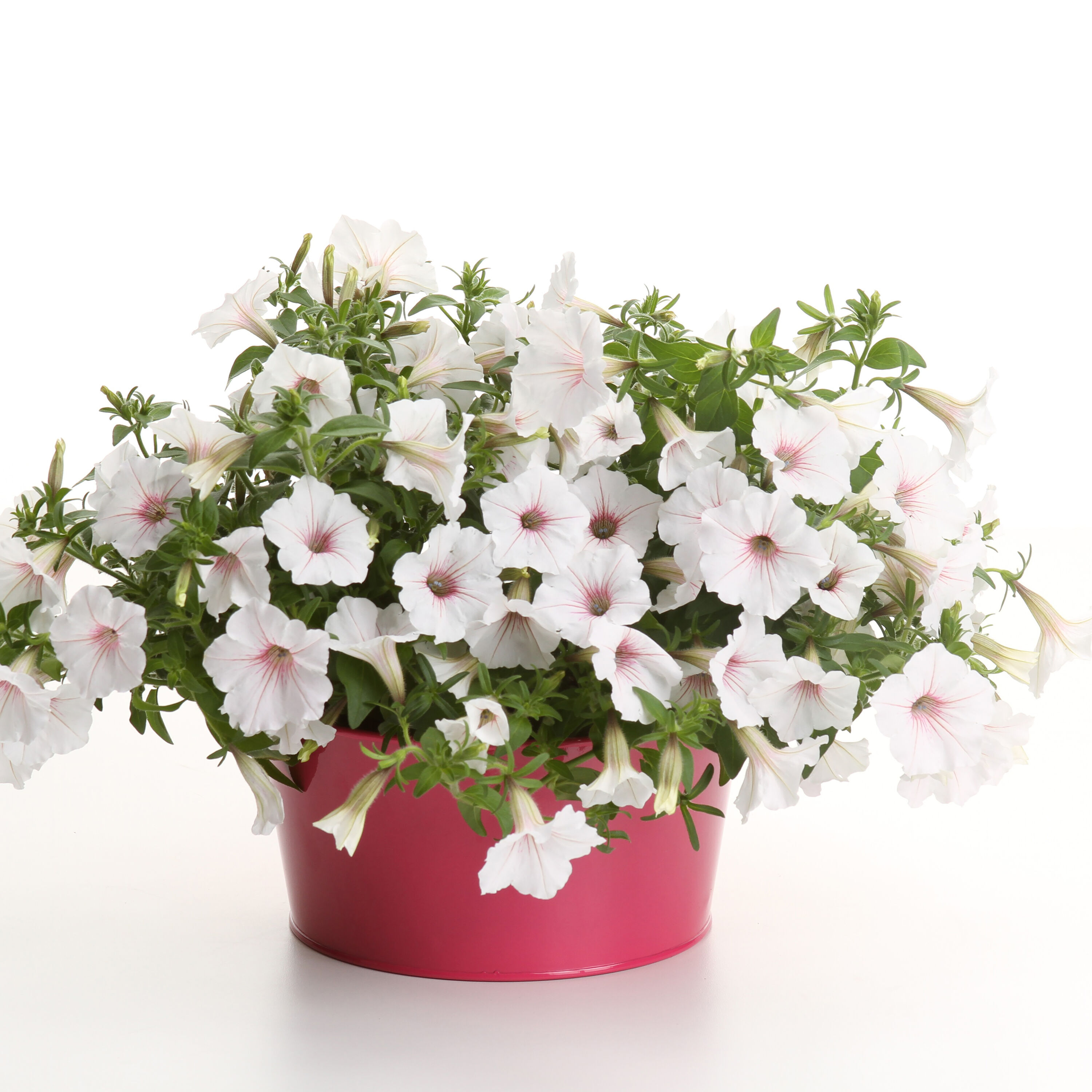 Proven Winners SUPPRW4027504 annuals - View #4