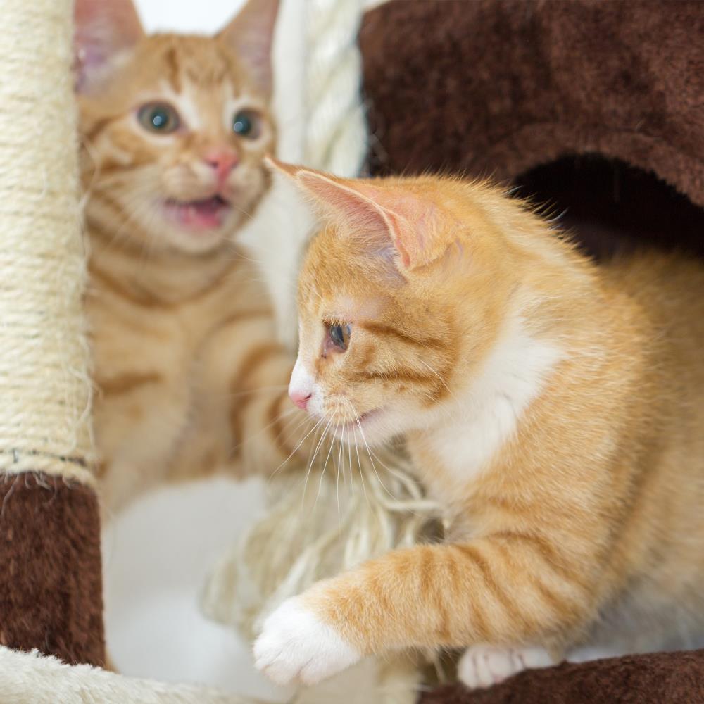 PETMAKER 495630UFP Cat-Trees - View #5