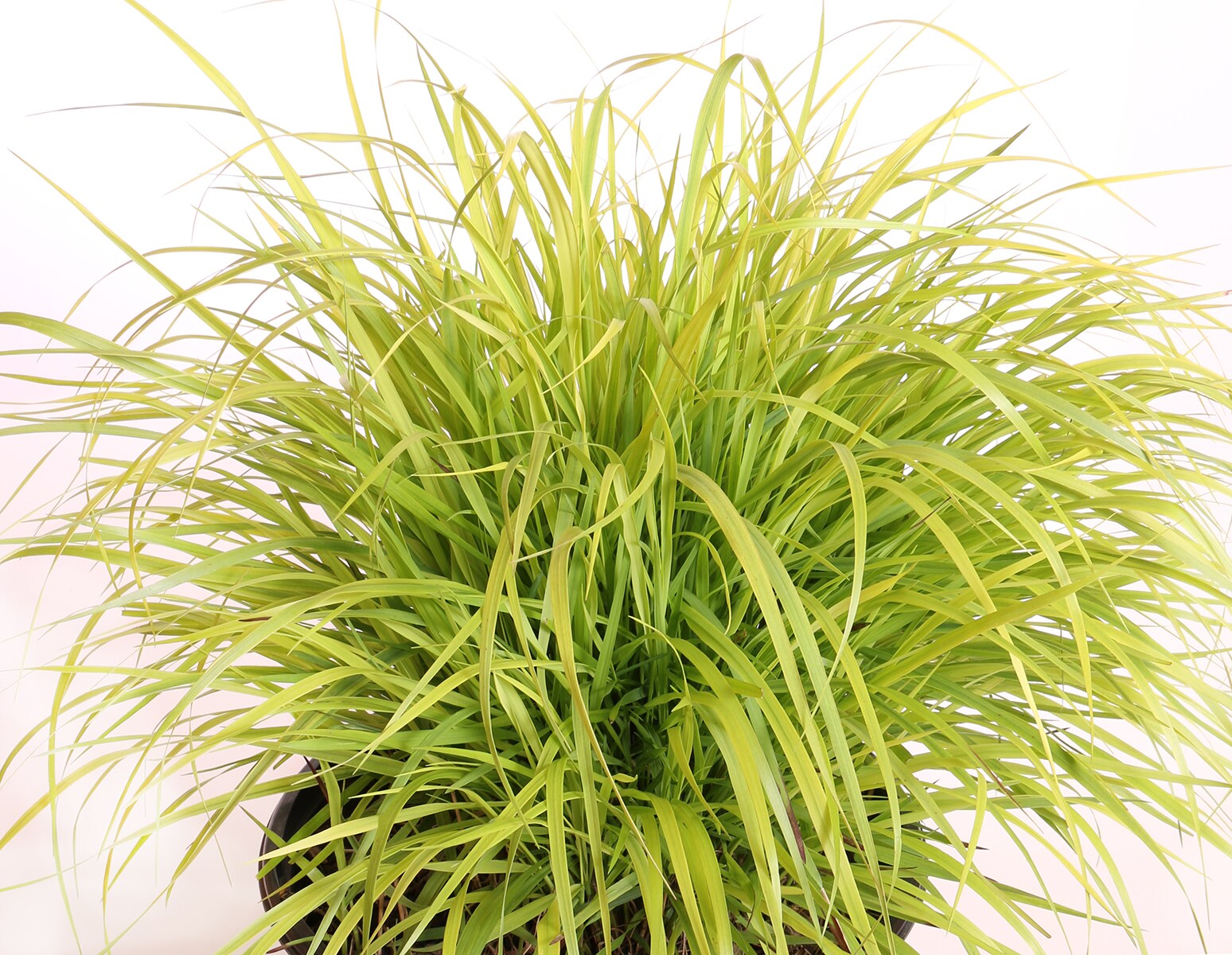 Monrovia NURSERY Bronze Switchgrass Plant in 1-Gallon Pot