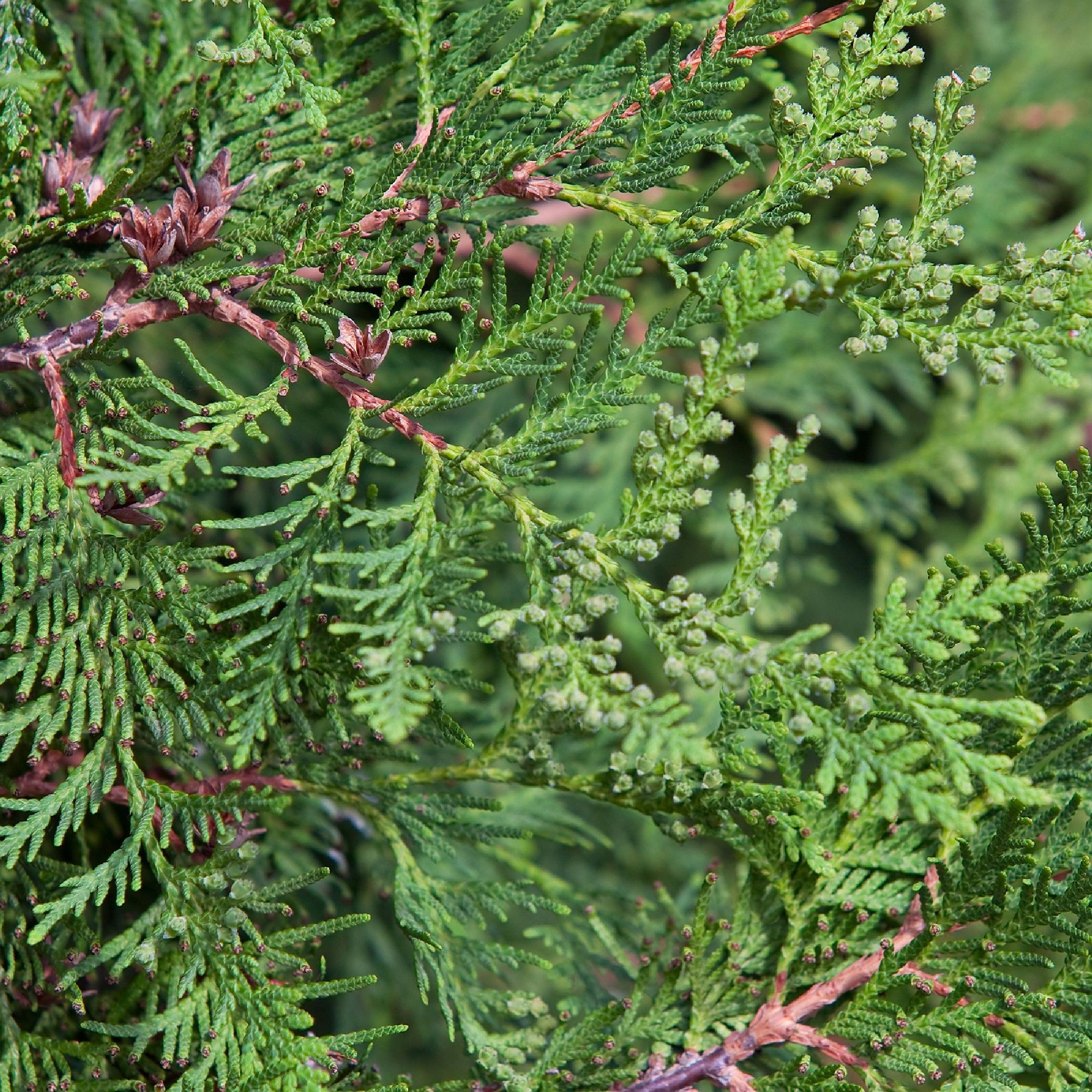 National Plant Network LW3004 trees - View #4