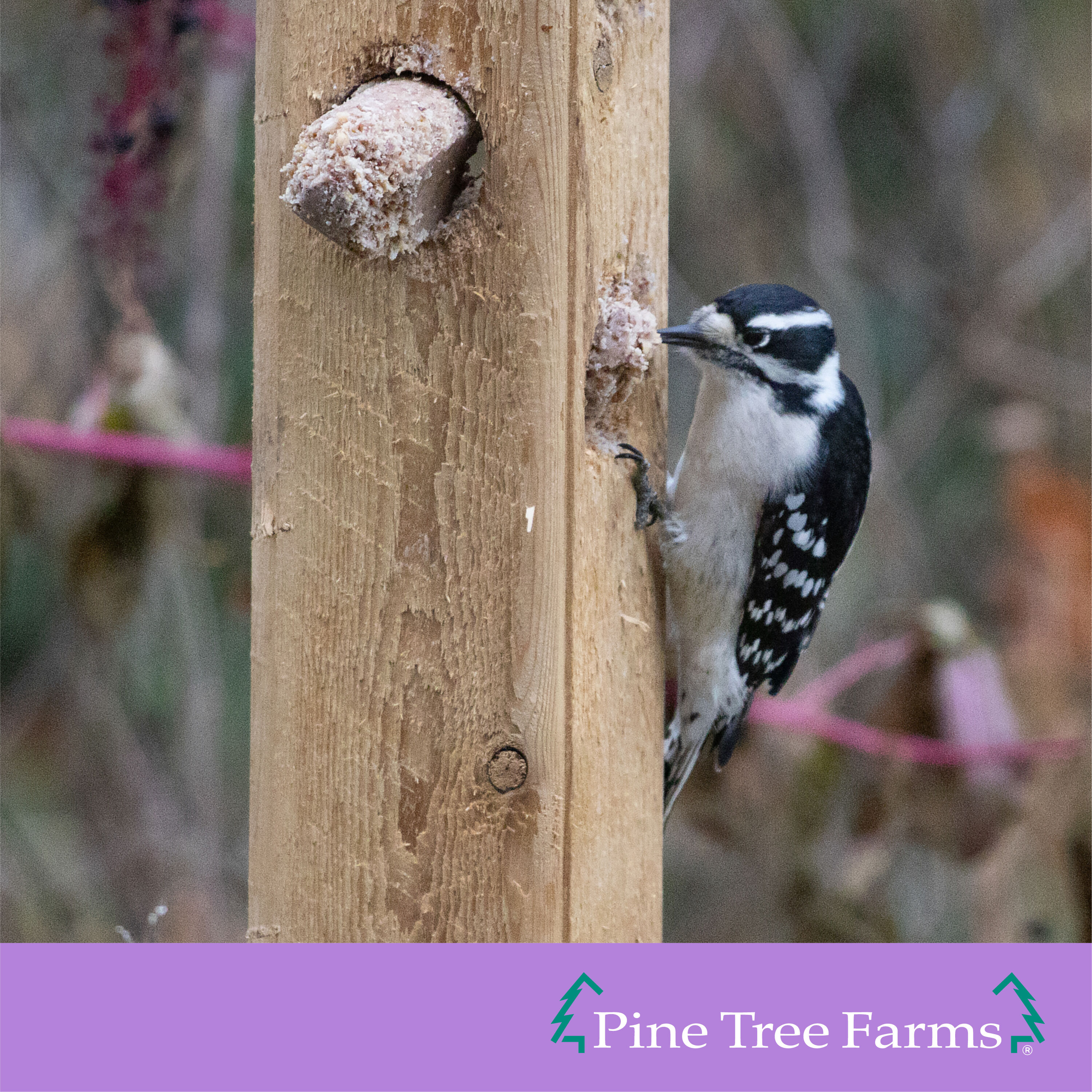 Pine Tree Farms 2597145 Bird-Squirrel-Food - View #3