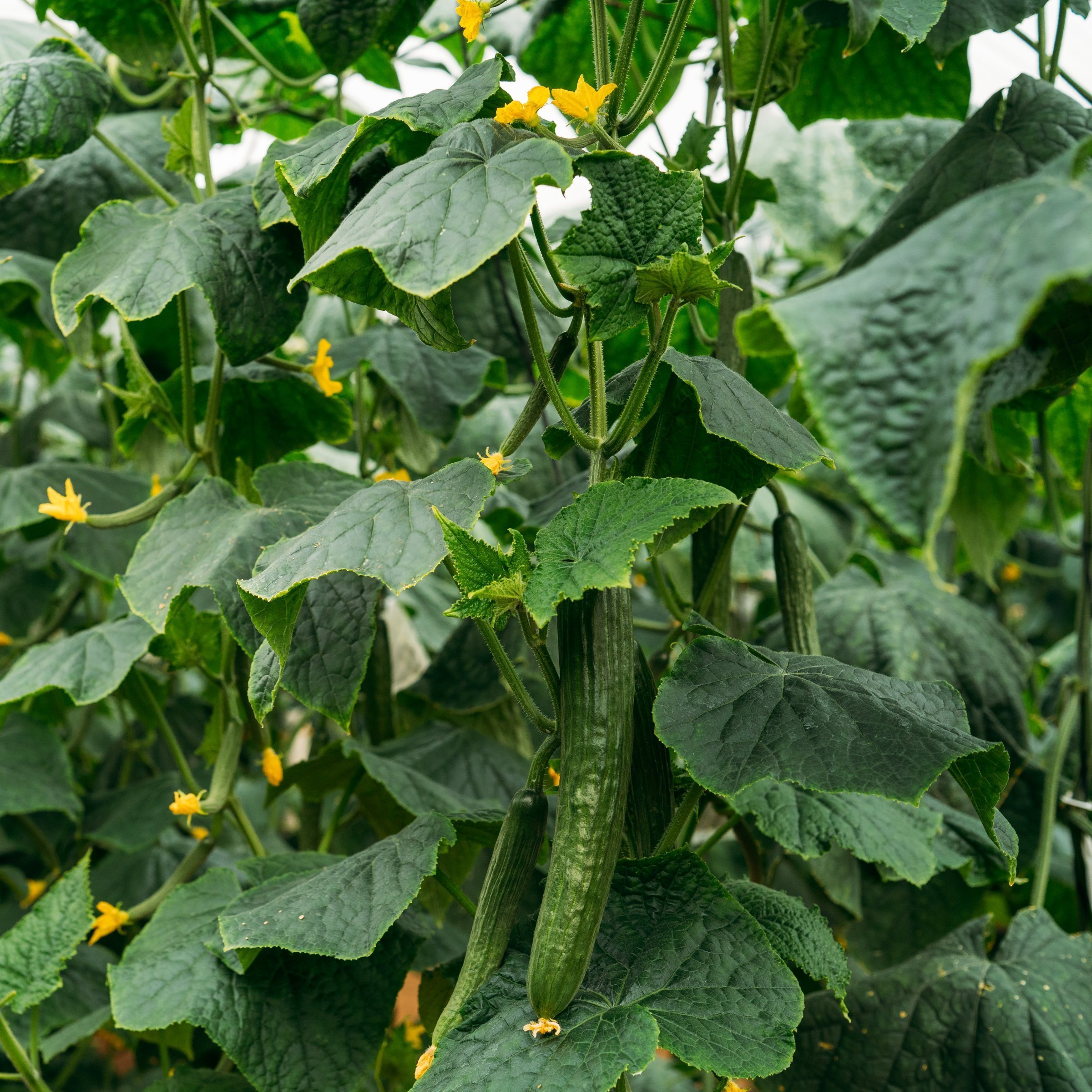 National Plant Network LW2585 Vegetable-Plants - View #9