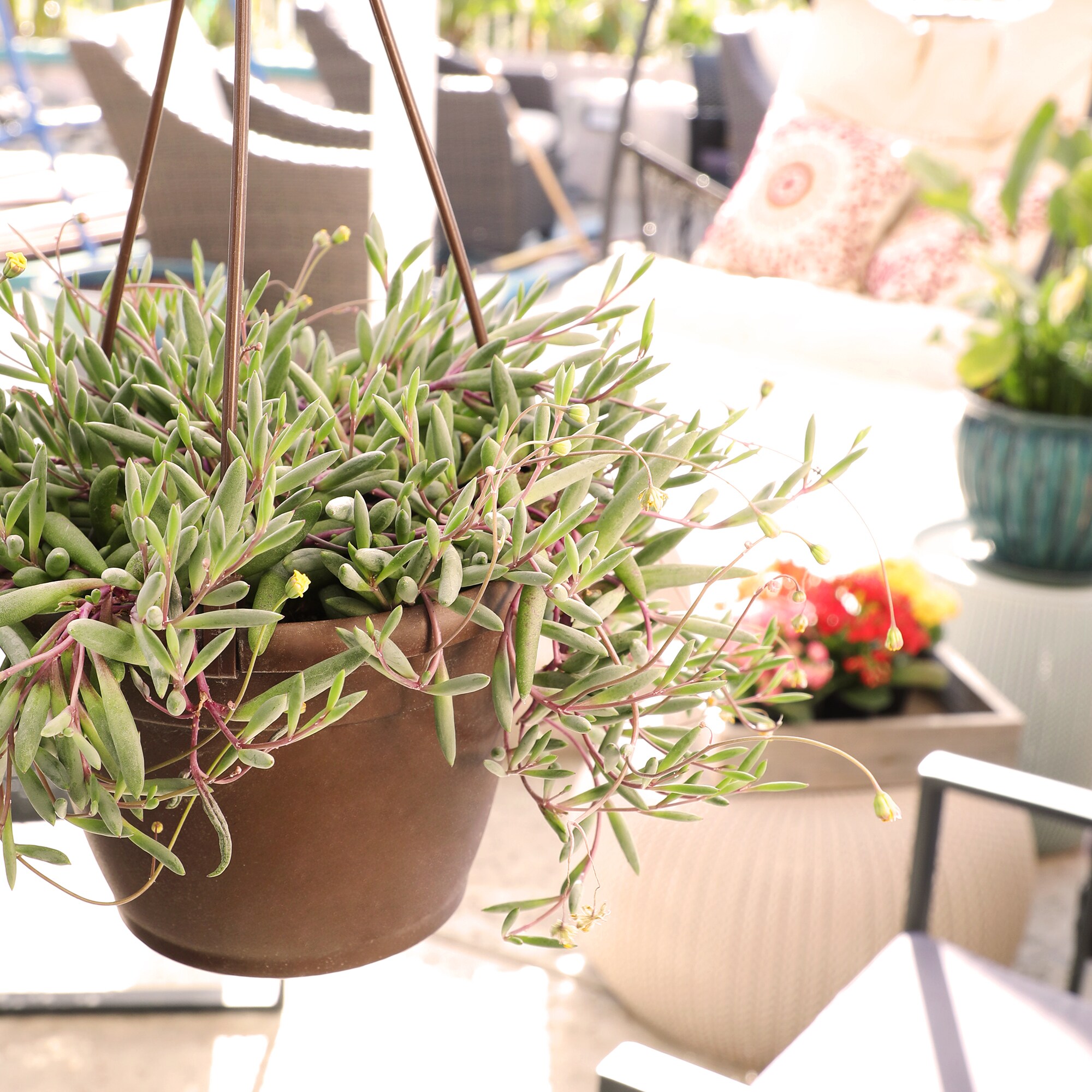 Altman Plants 0872804 Cacti-Succulents - View #7