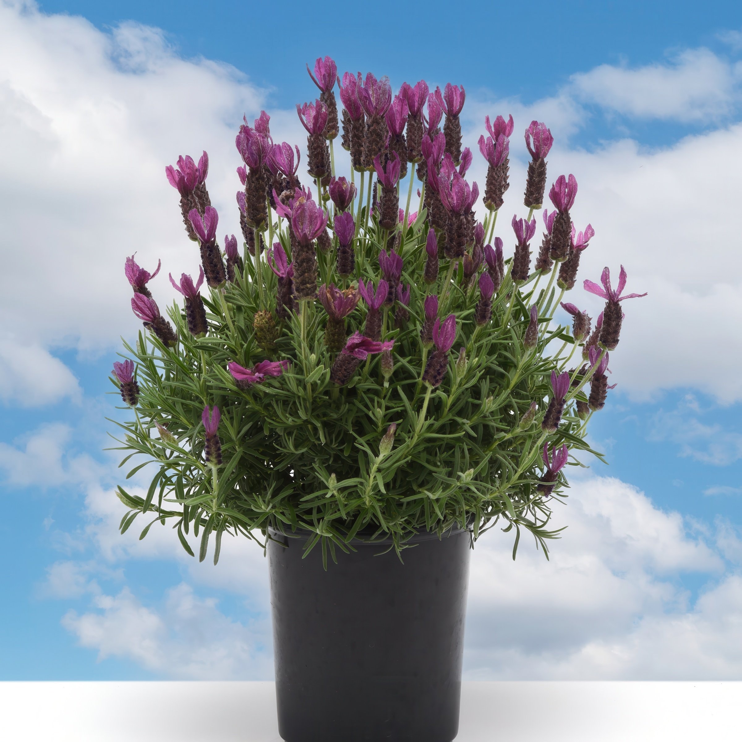 National Plant Network LW2206 perennials - View #5