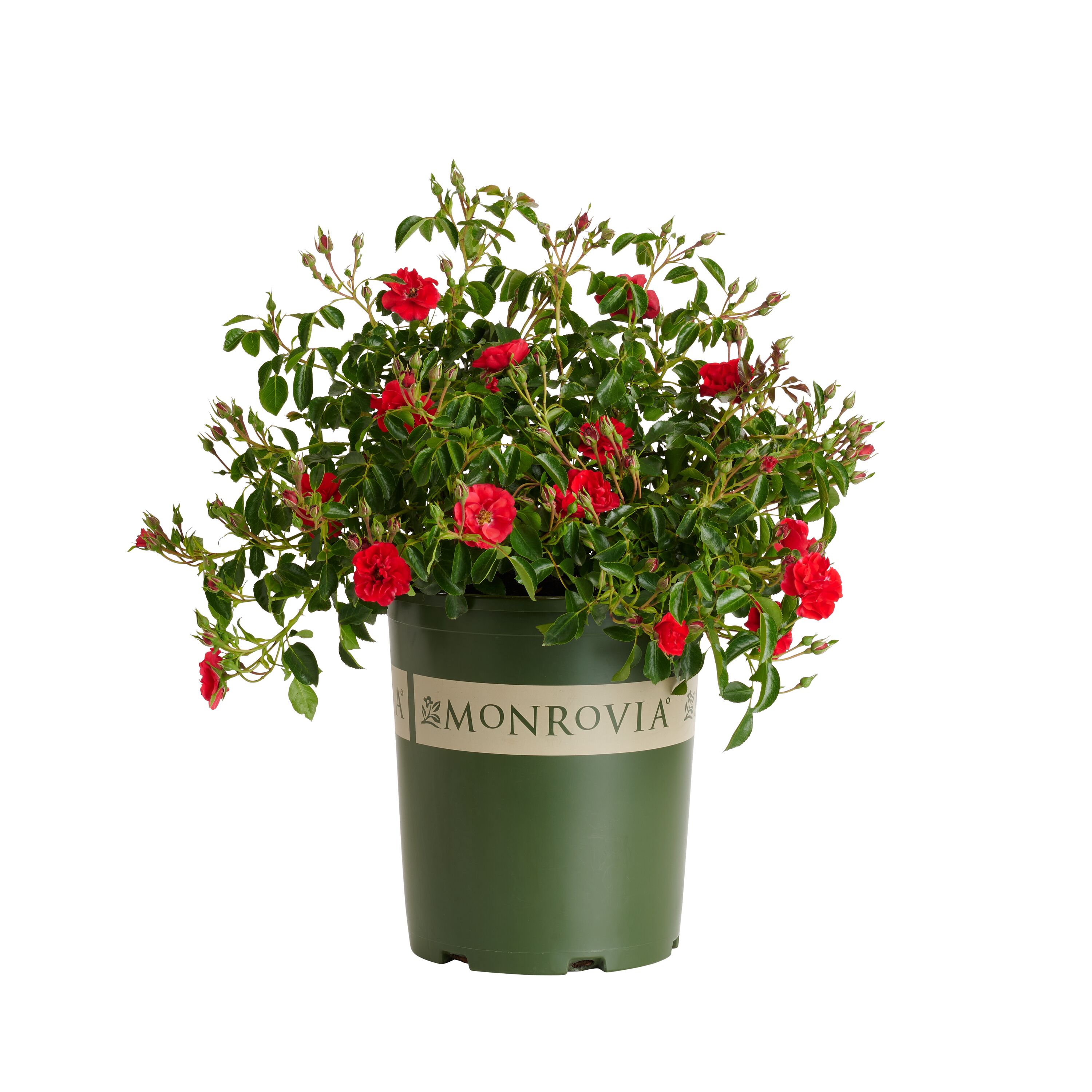 Monrovia Red Nitty Gritty Red Rose 3.58-Gallon in Pot in the Roses ...