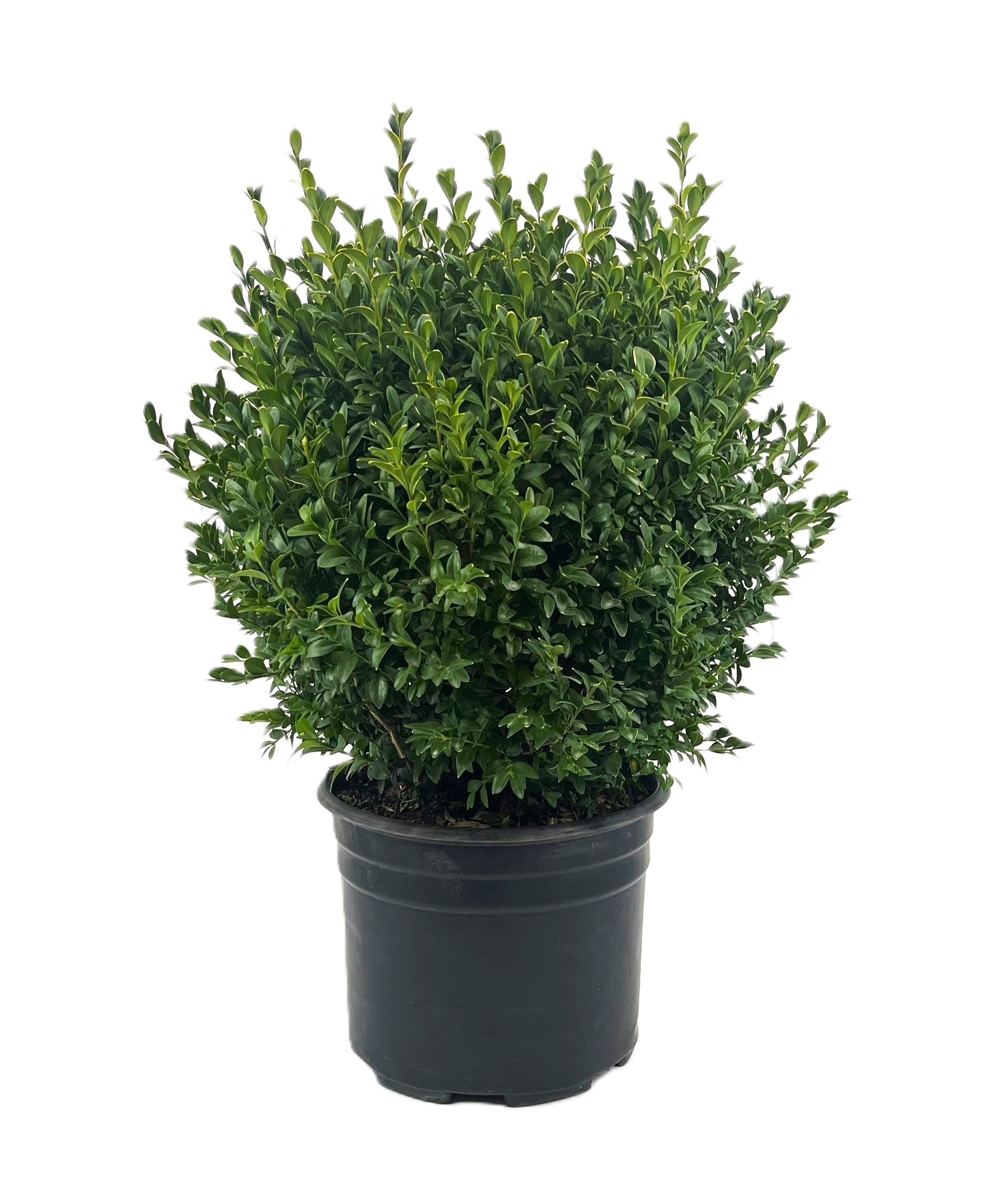  O115003 2.25 Gal. Boxwood Green Mountain Foundation/Hedge Shrub in 2.25 -Gallon Pot 1 -Pack