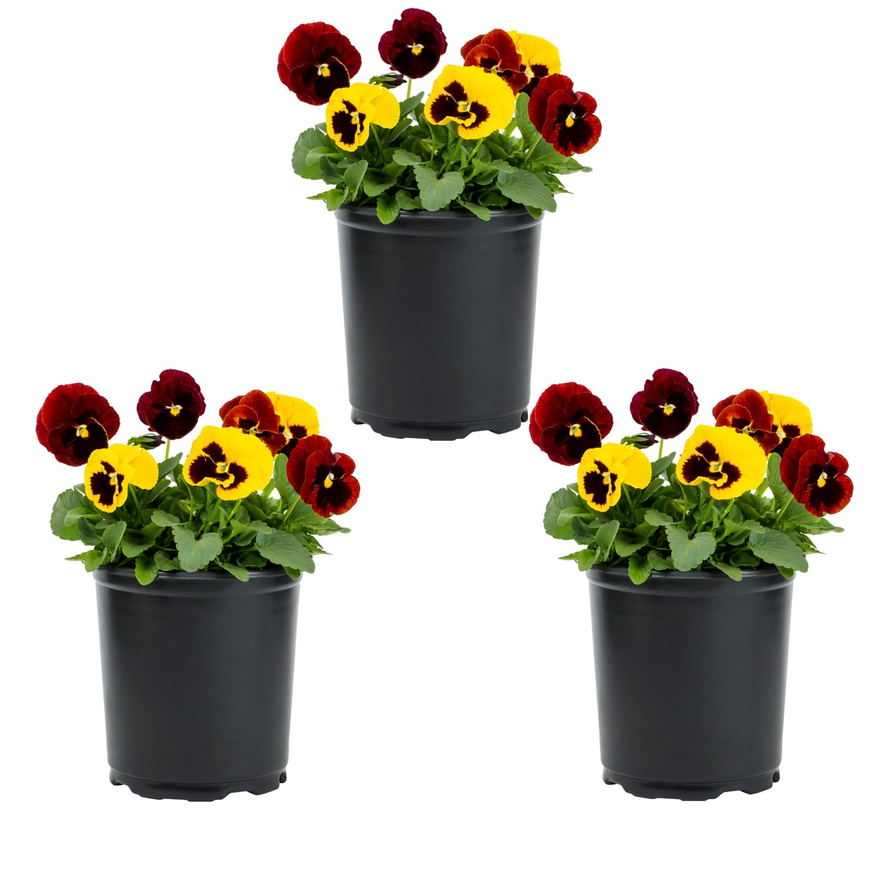 Lowe's Multicolor Pansy in 2.5-Quart Pot in the Annuals department