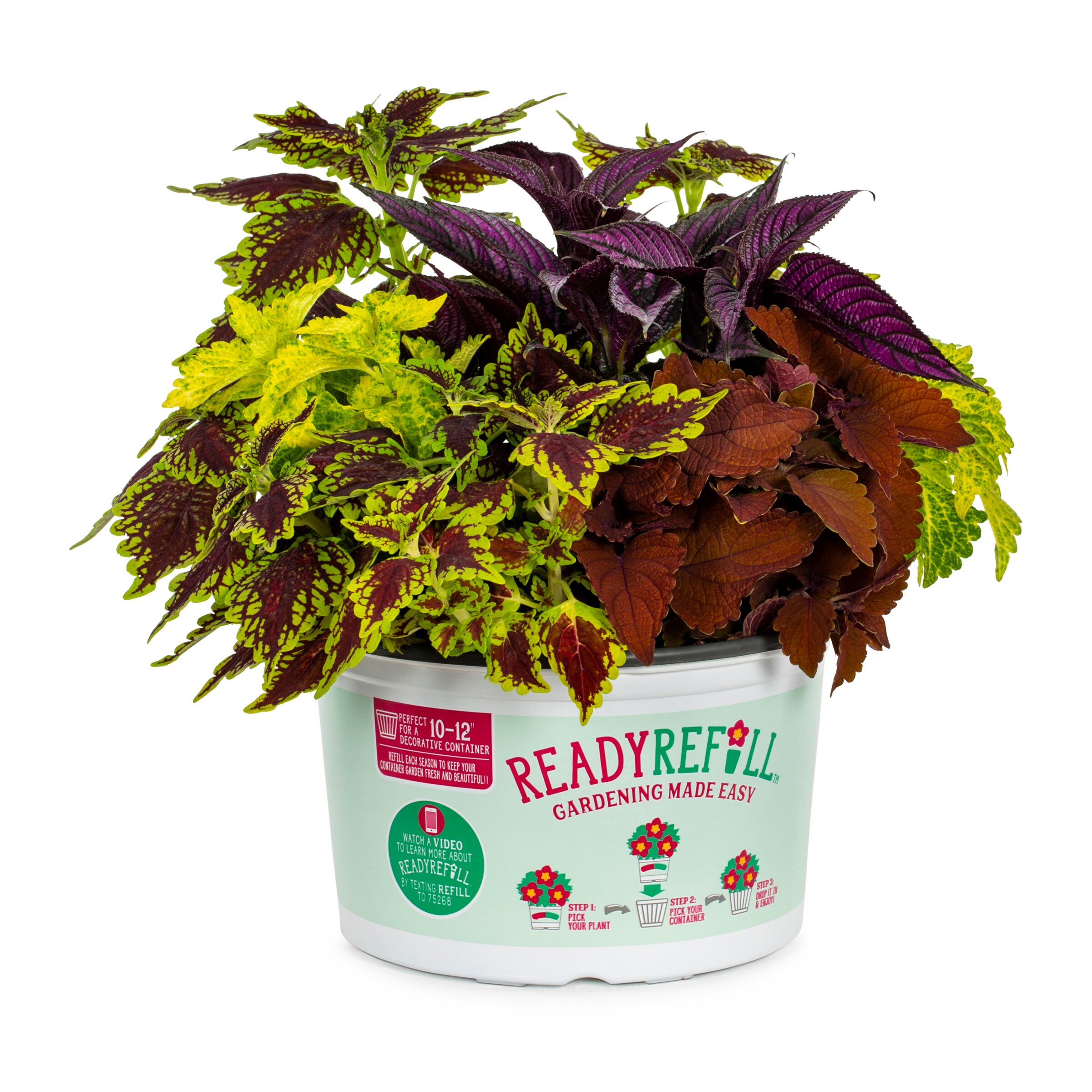 Lowe's NURSERY annuals - View #2