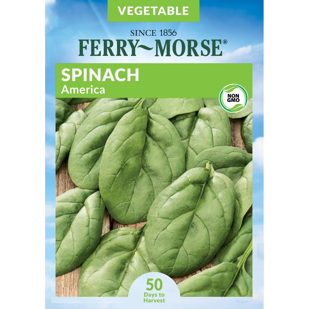 Ferry-Morse 915010.219.642503 Spinach America Vegetable Seeds 3 Gram(s)