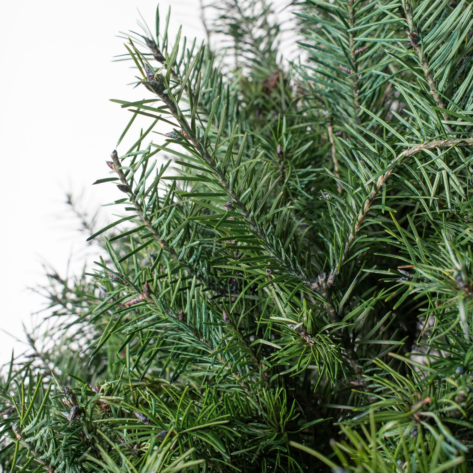 National Plant Network LW9024 Fresh-Christmas-Trees - View #4