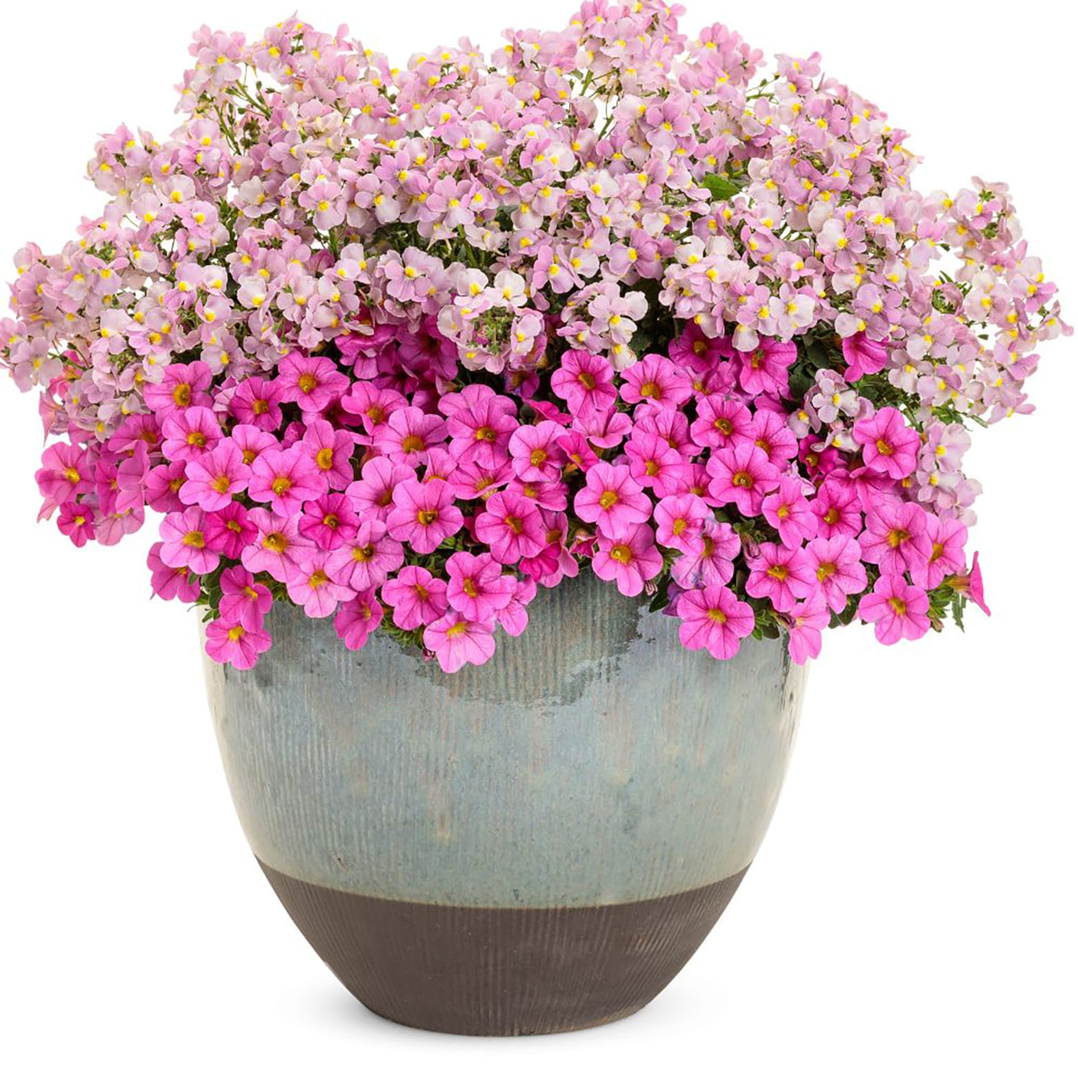 Proven Winners BELPRW0037504 annuals - View #4
