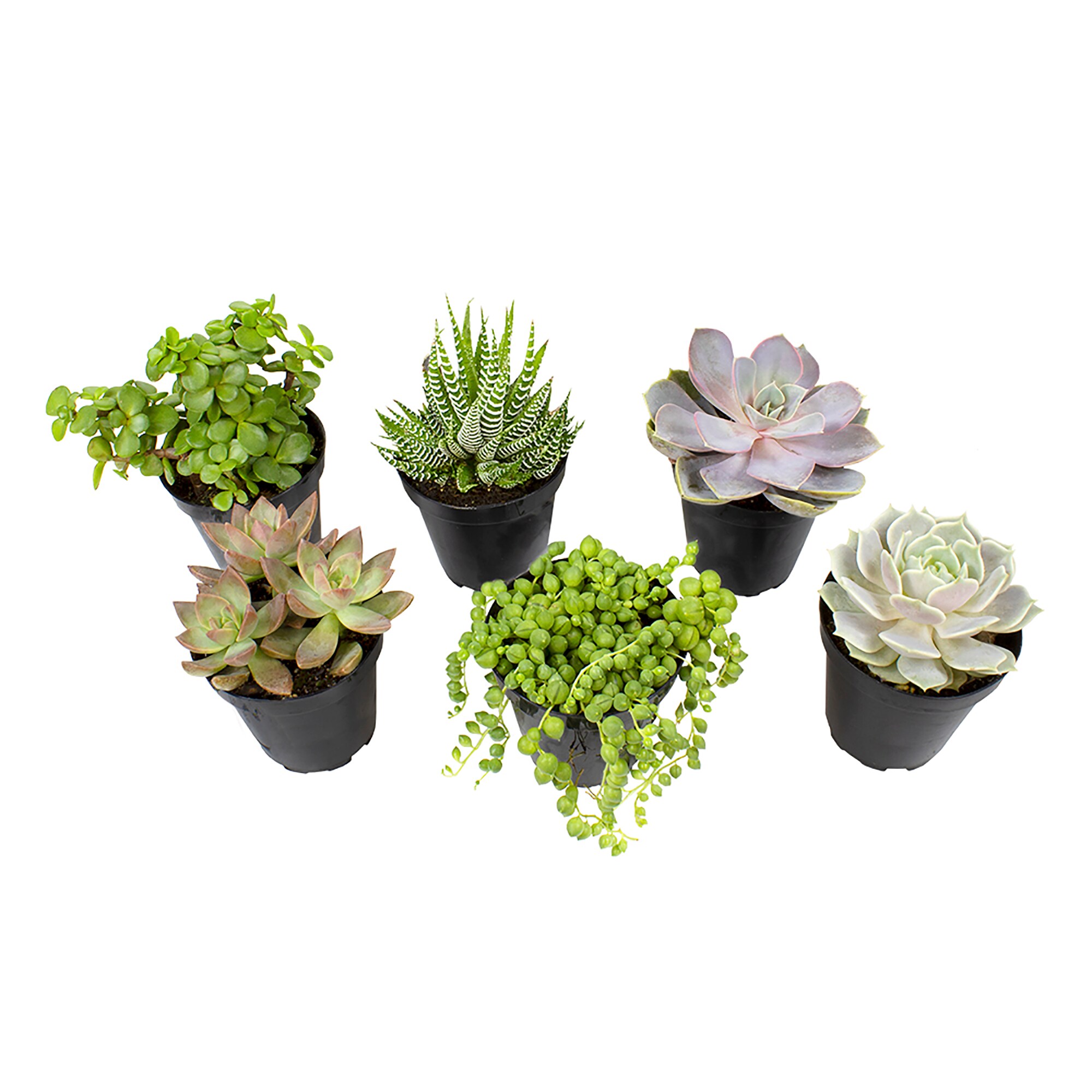 Altman Plants 0883220 Cacti-Succulents - View #2