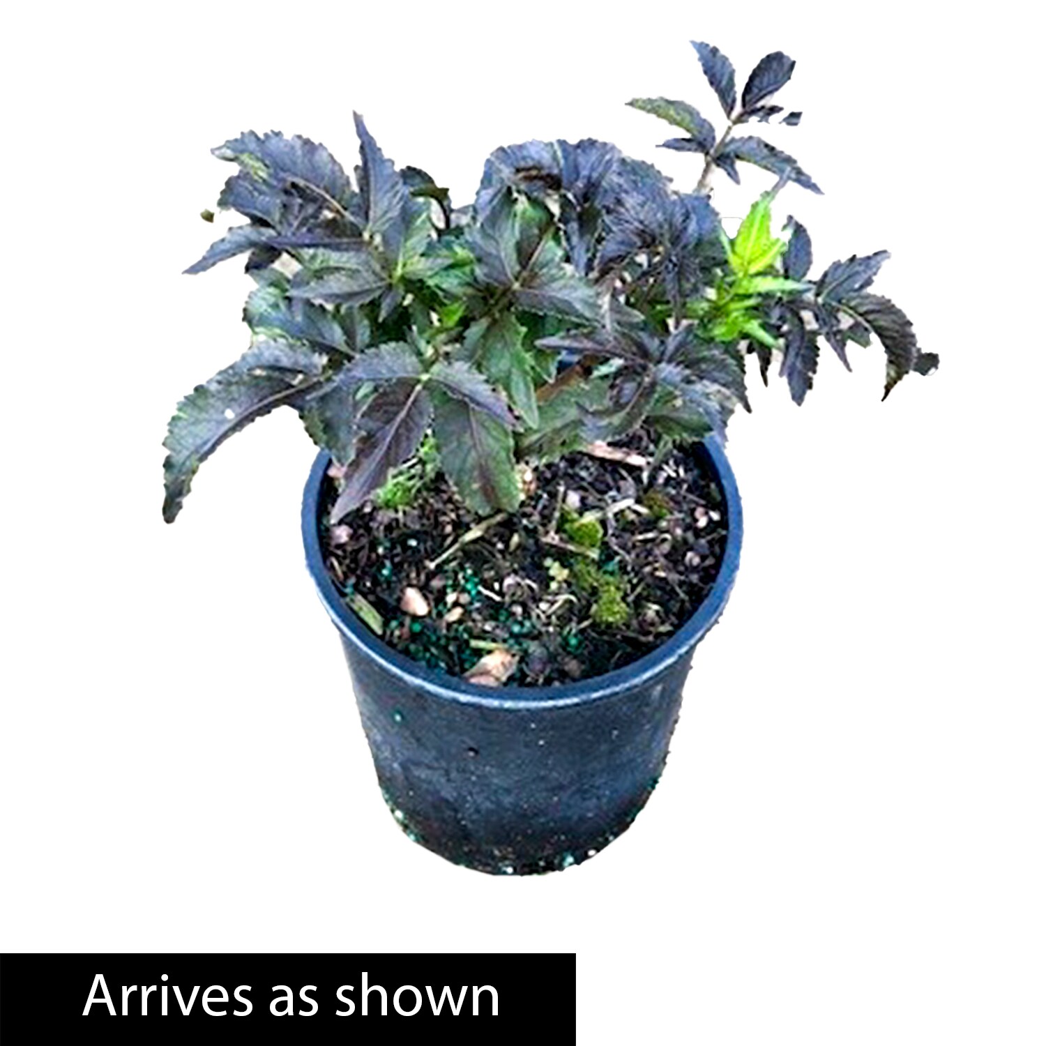 Spring Hill Nurseries 92376 shrubs - View #4