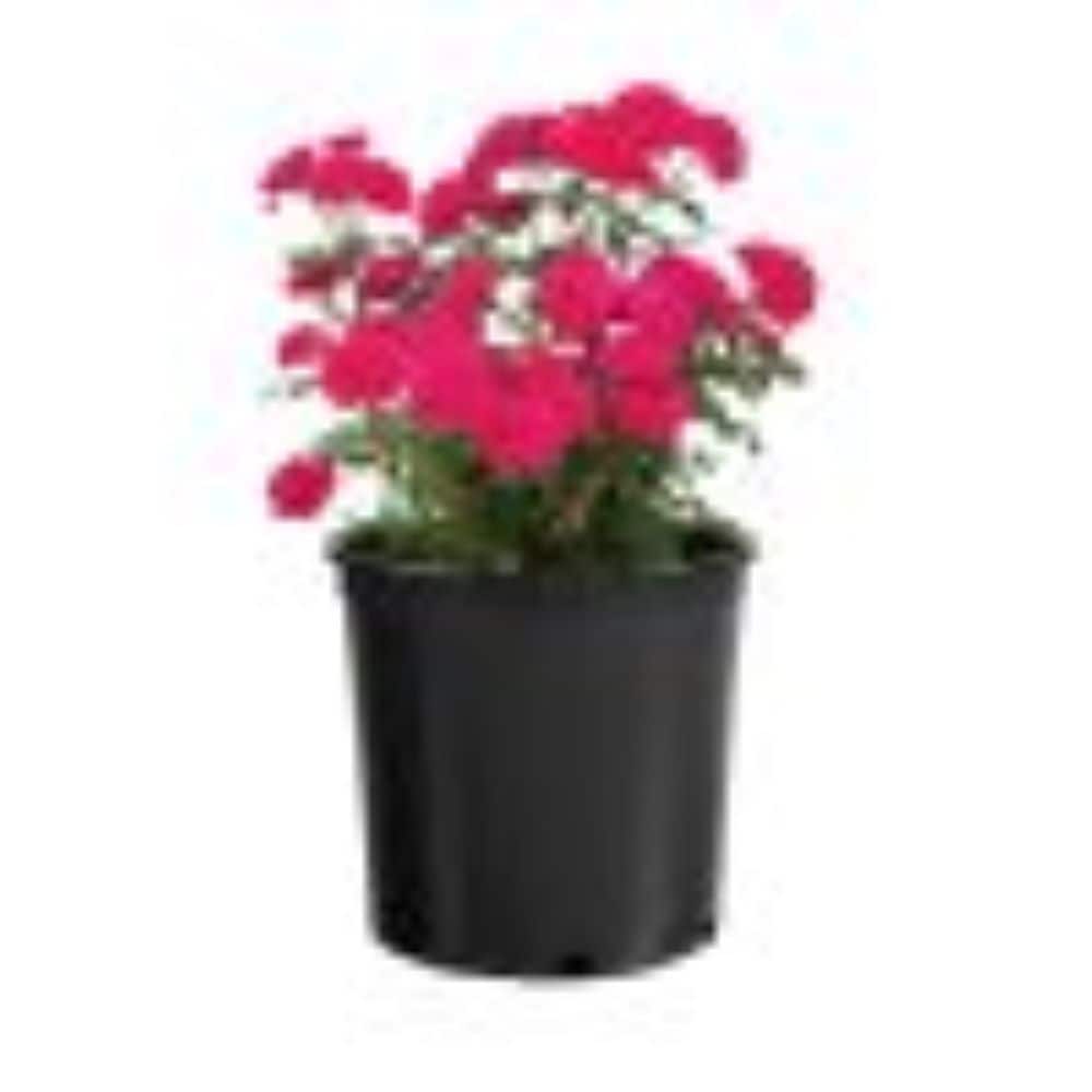 Bloomables 1 -Gallon Dragon Fruit Sunblaze Rose Flowering Shrub with Pink Blooms 1 -Pack