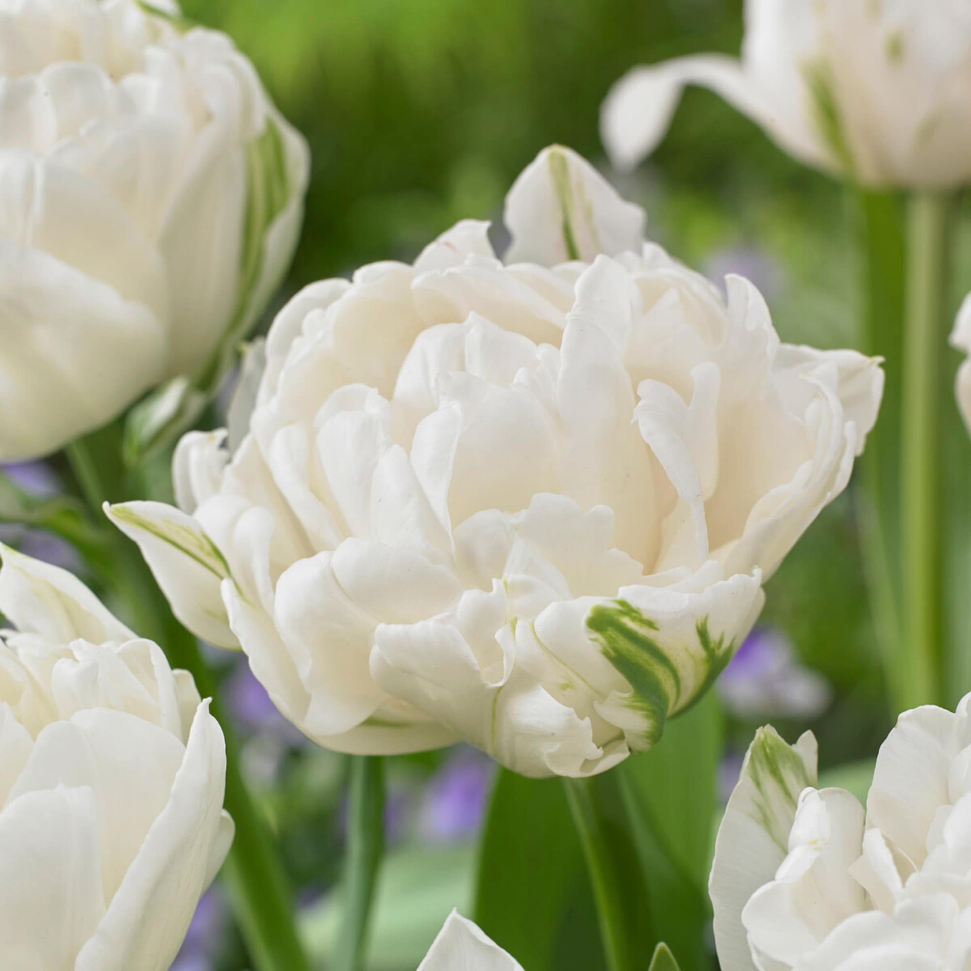 Garden State Bulb ECF-69-25-01 White Mount Tacoma Double Late Tulip Bulbs 25 Count