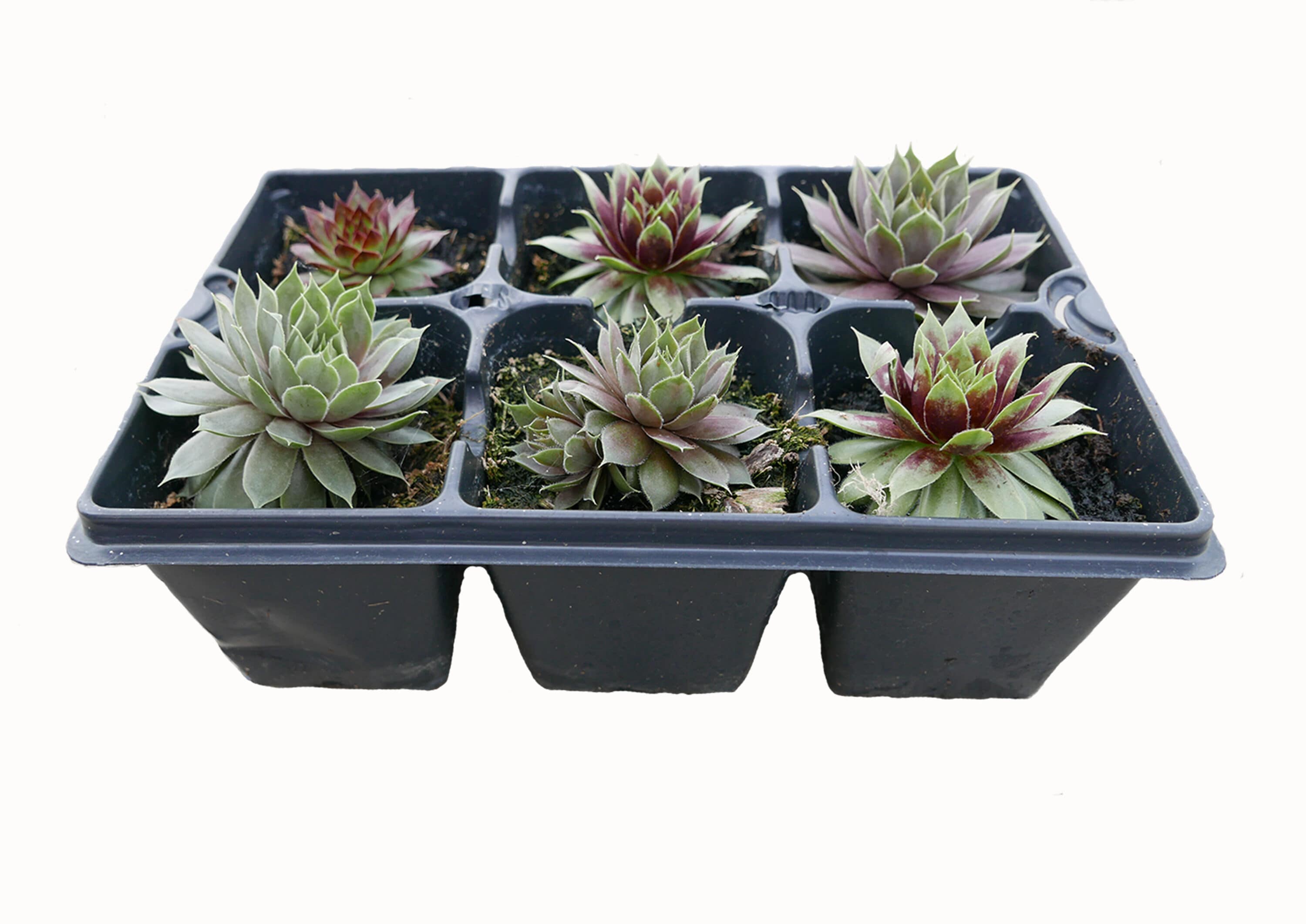  1903 perennials - View #3