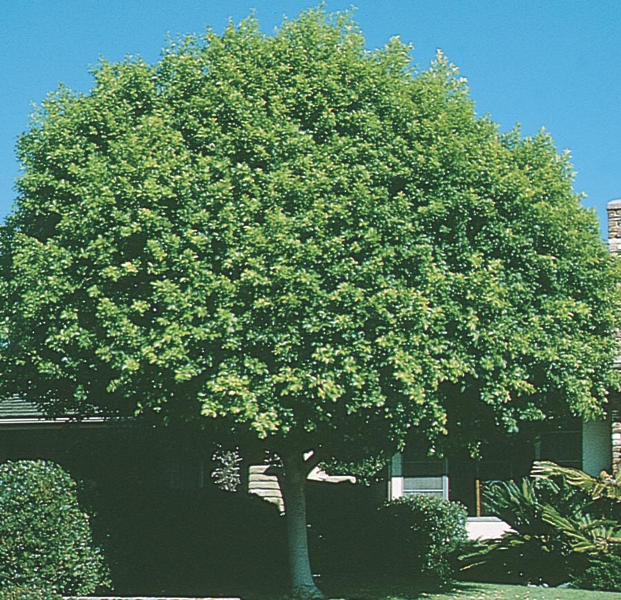 3 43 Gallon Indian Laurel Tree L14192 In The Trees Department At Lowes Com