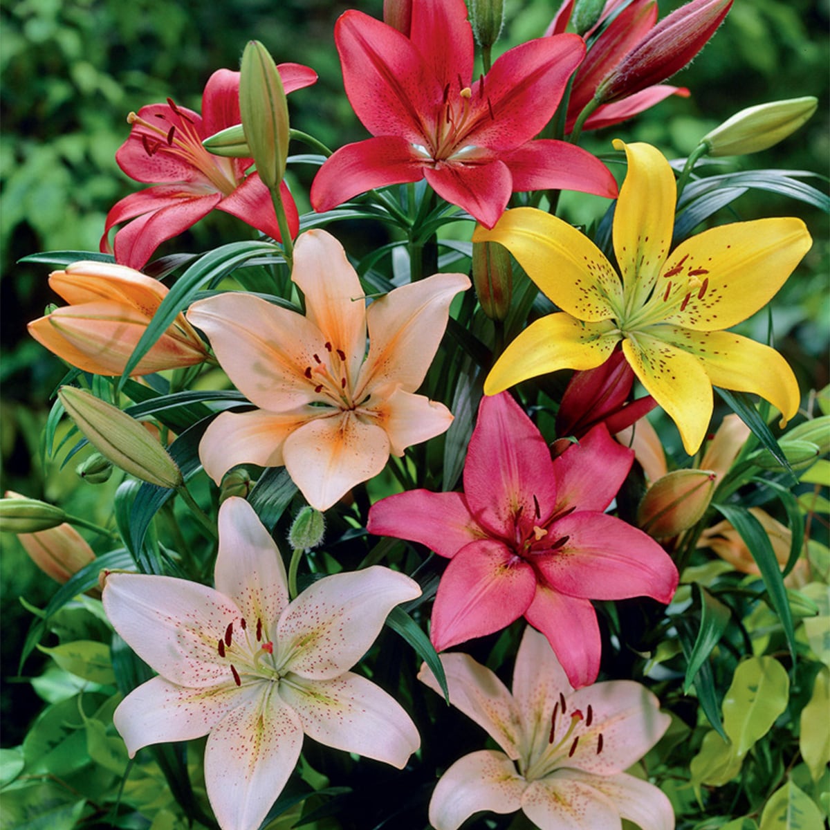 Van Zyverden 83683 Multicolor Lily Bulbs 3 Count
