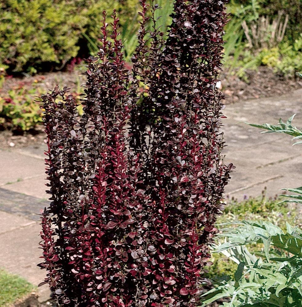 Image of Helmond pillar barberry shrub in a pot