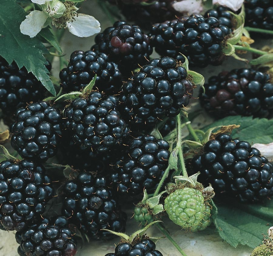  NURSERY Sylvan Blackberry